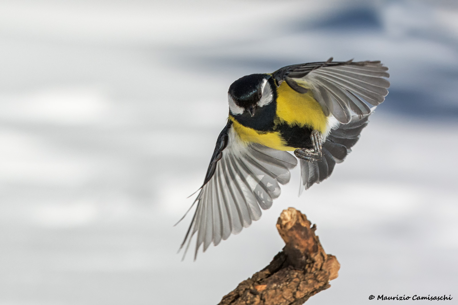Cinciallegra in volo