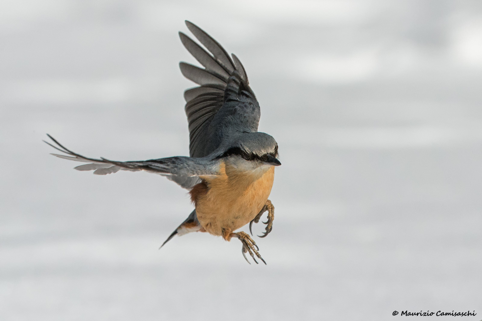 Picchio muratore in volo