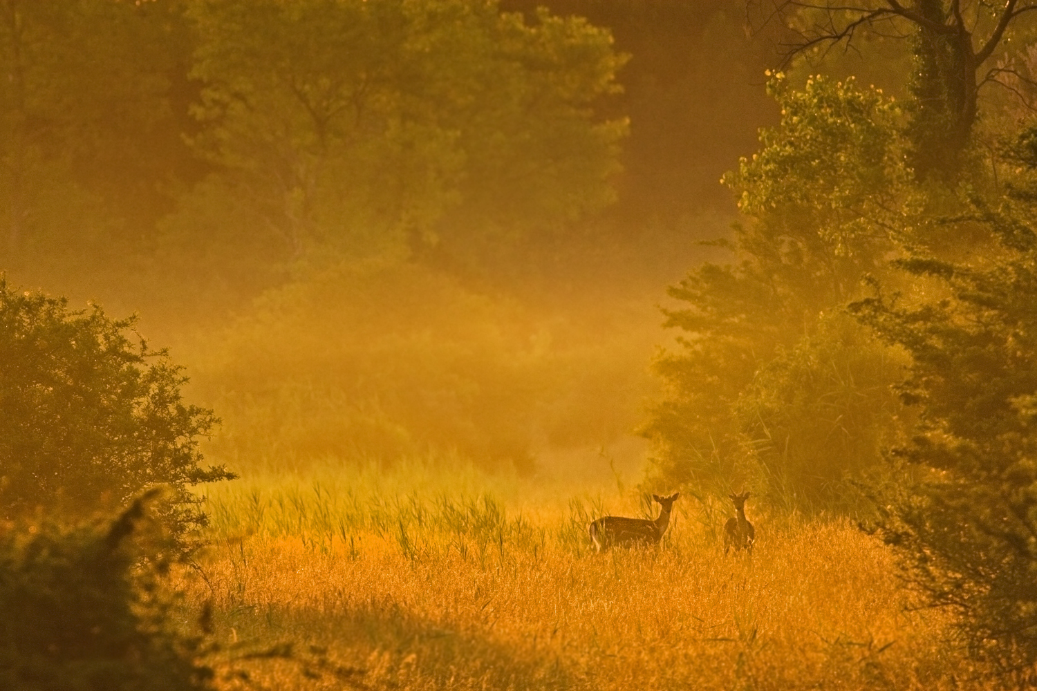 Giovani daini all'alba