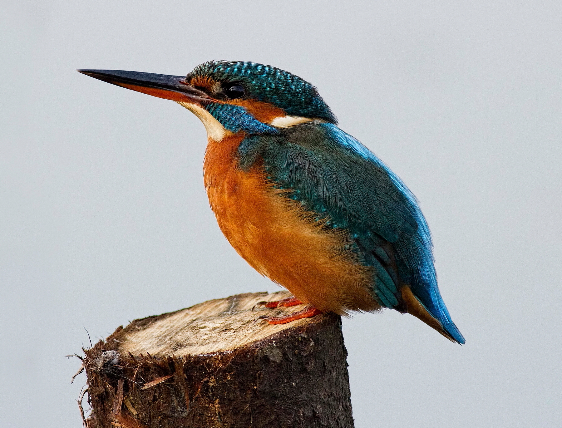 Kingfisher