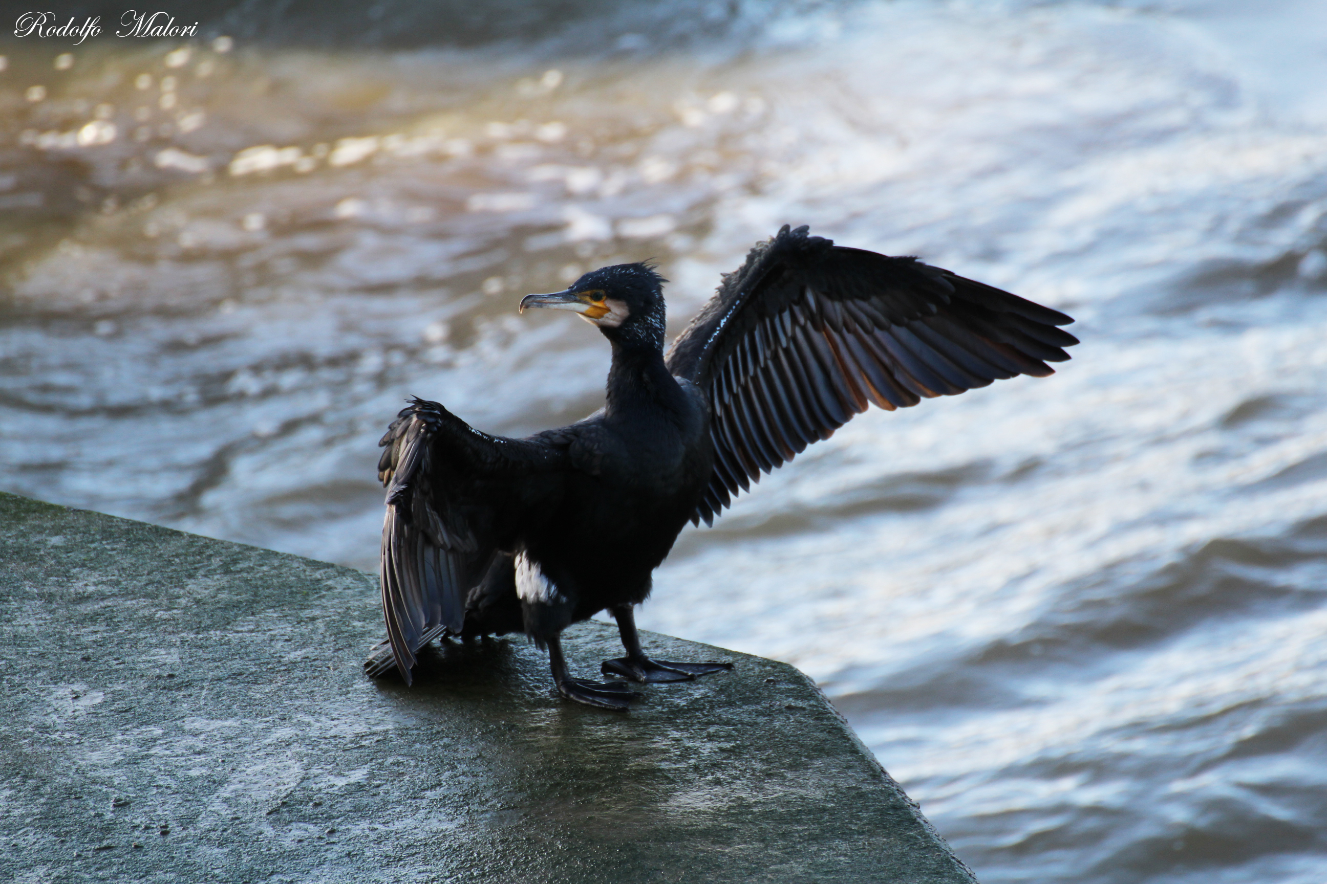 Cormorano del Tamigi