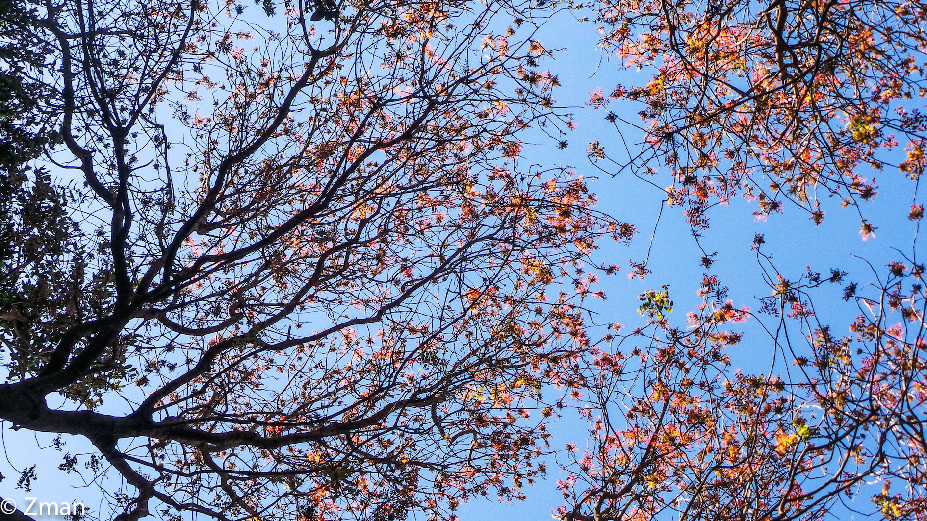 Spring came Early As Very Little Rain came This Year