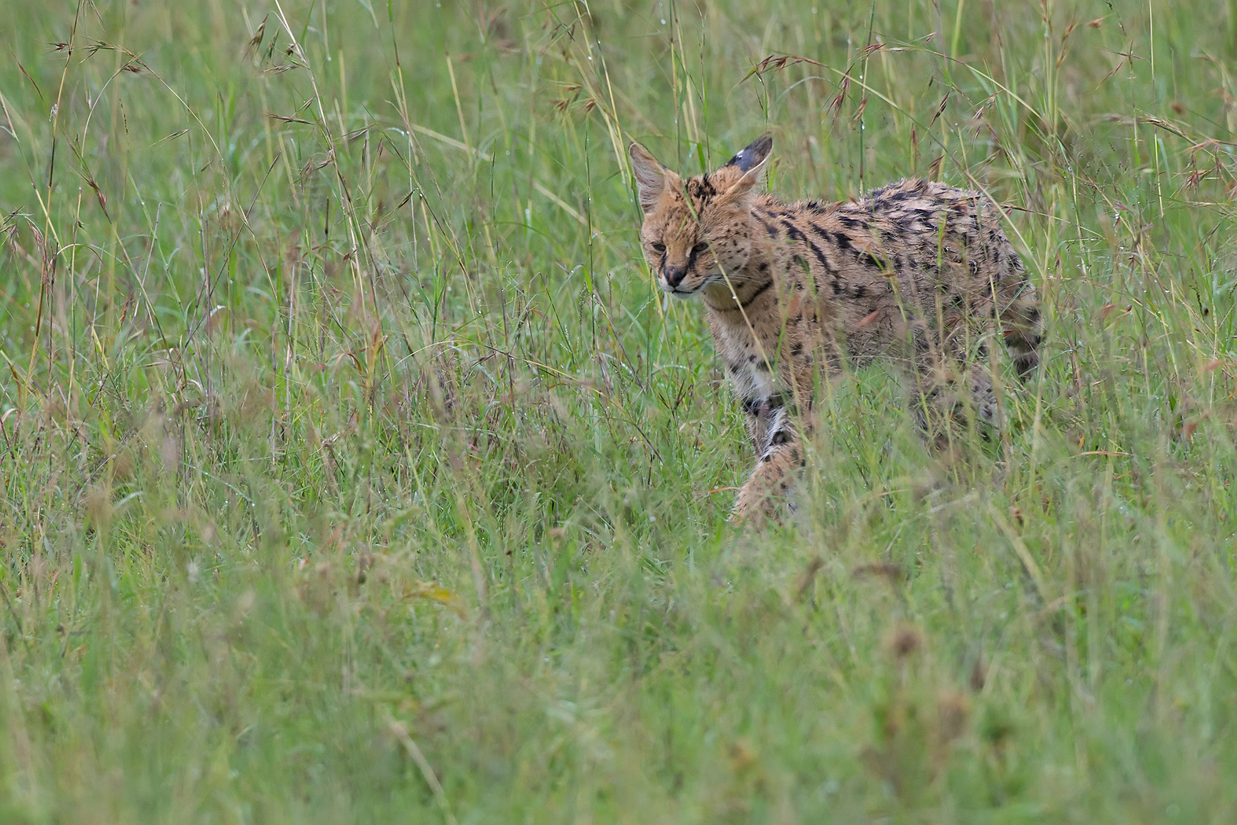 fugace incontro col serval