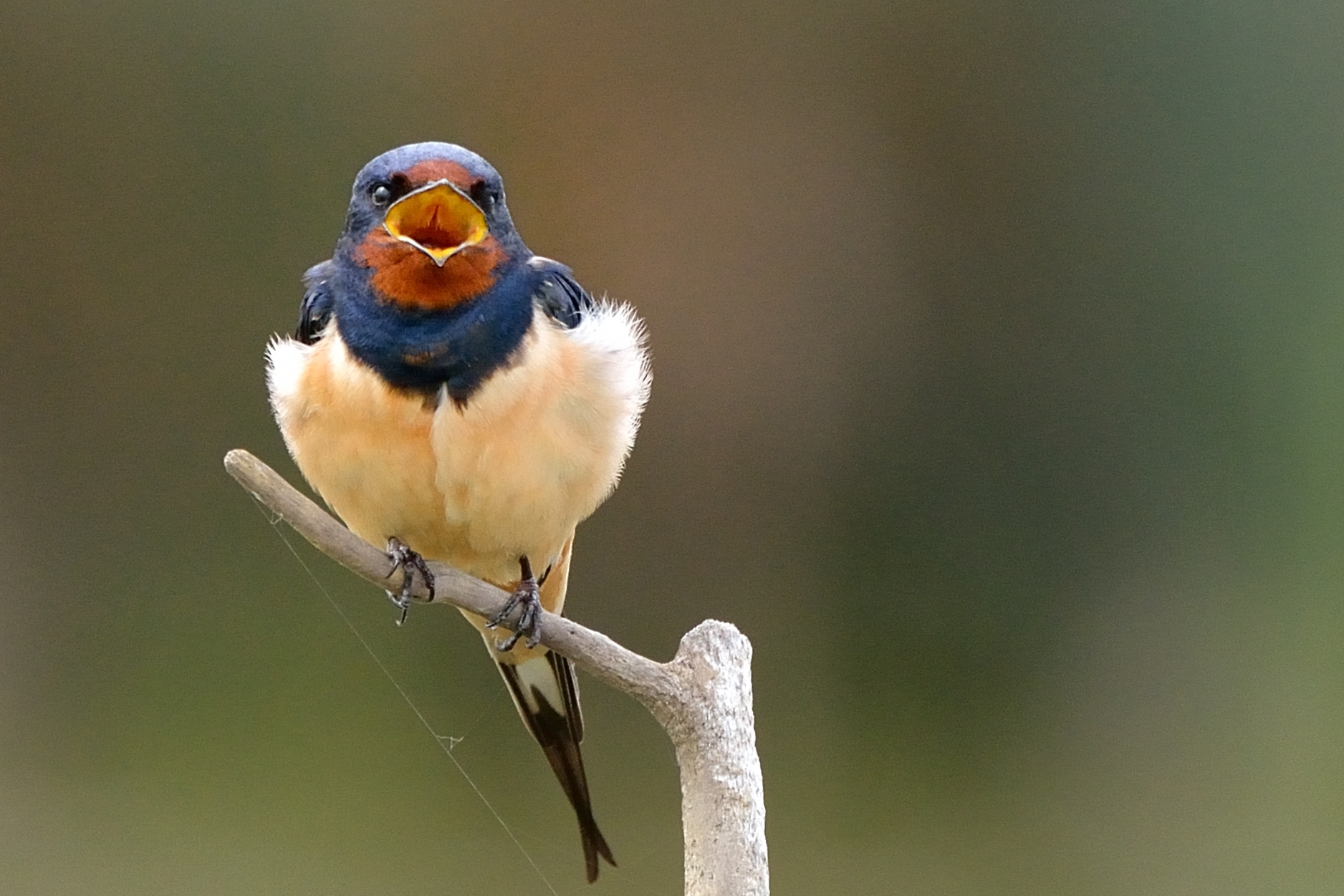 rondine (Hirundo rustica)