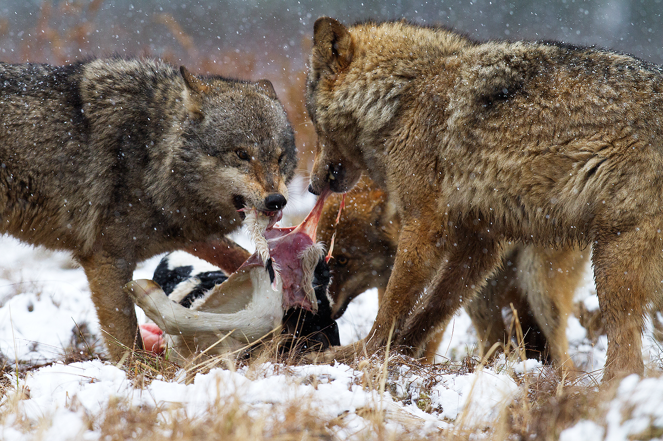 Canis Lupus avere un pasto