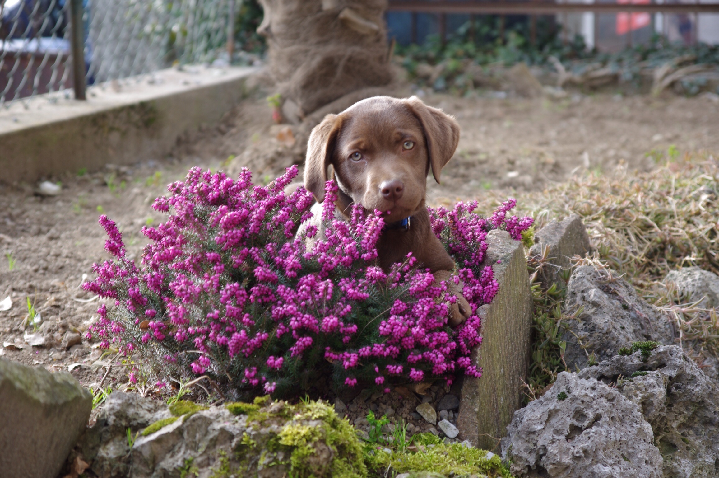 Tom ...... flowers ....!