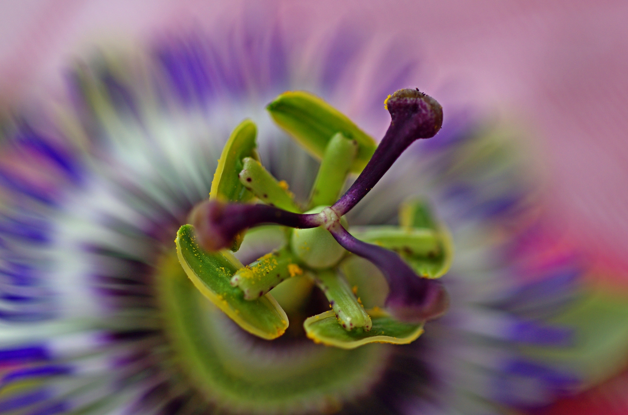 Passionflower