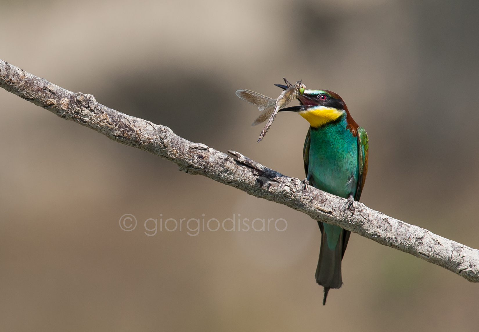 bee-eater?