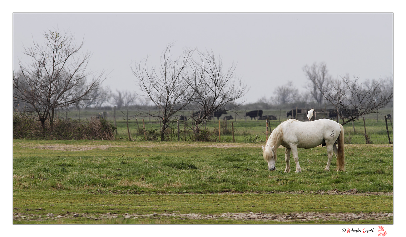 Cartolina dalla Camargue
