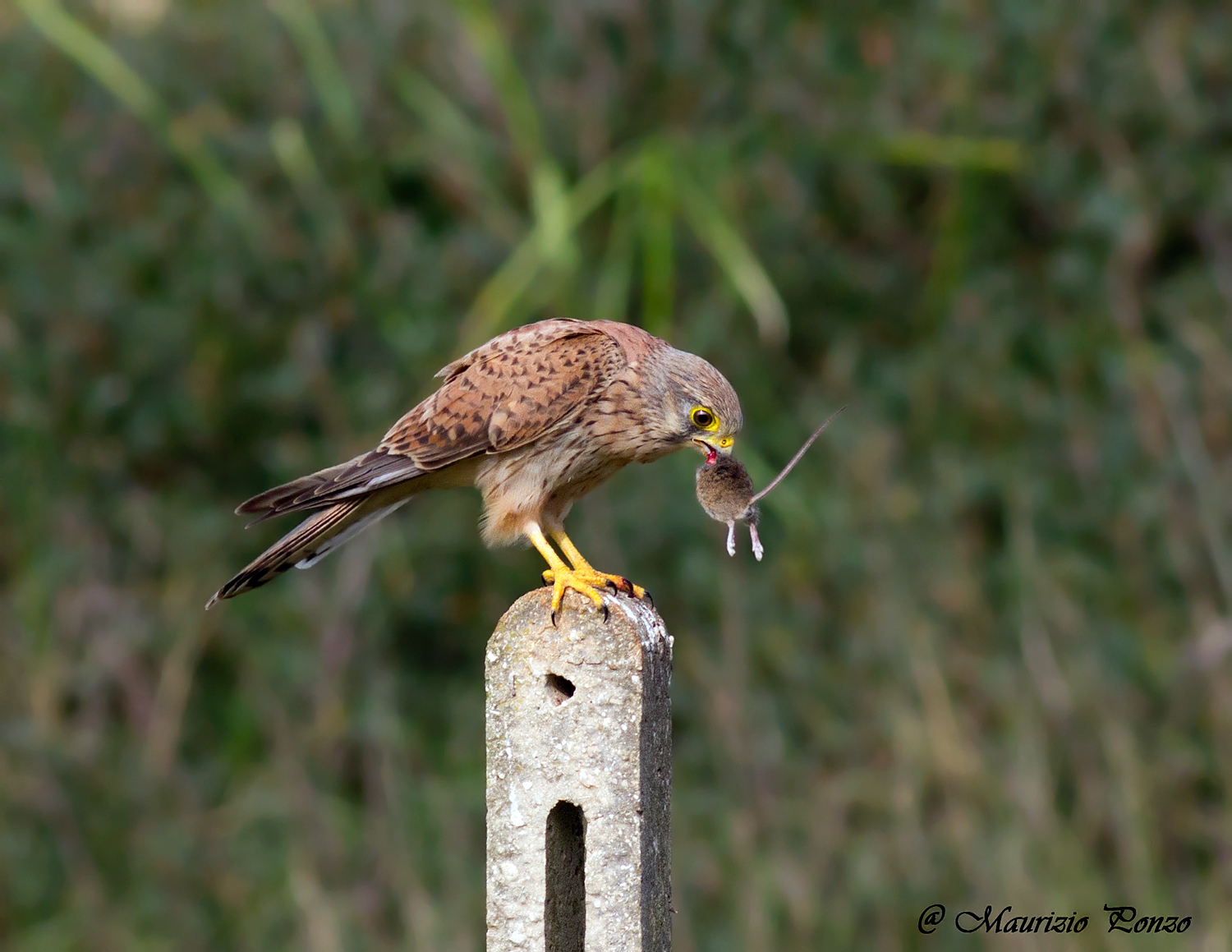 La dura legge della natura...........