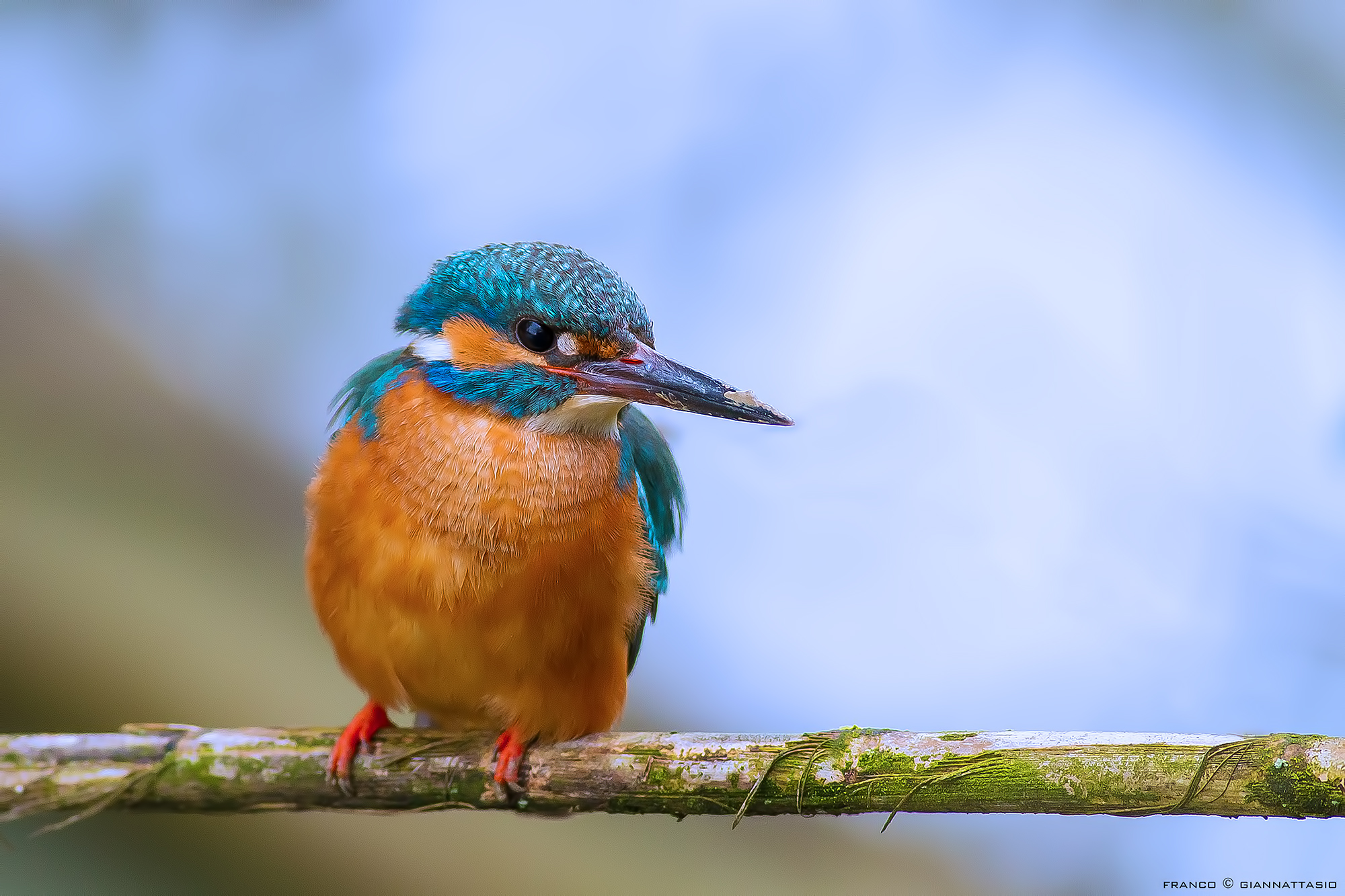 Kingfisher.