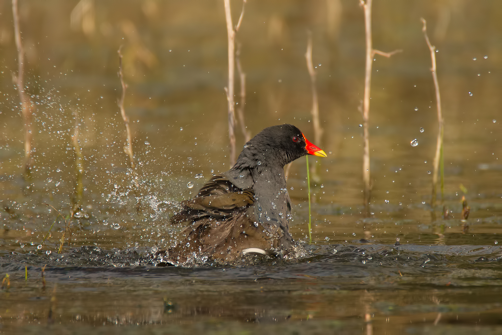 The Bath of Moorhen