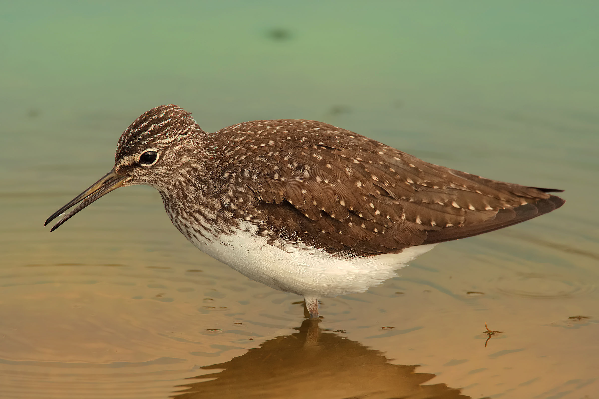 Sandpiper Wheatear