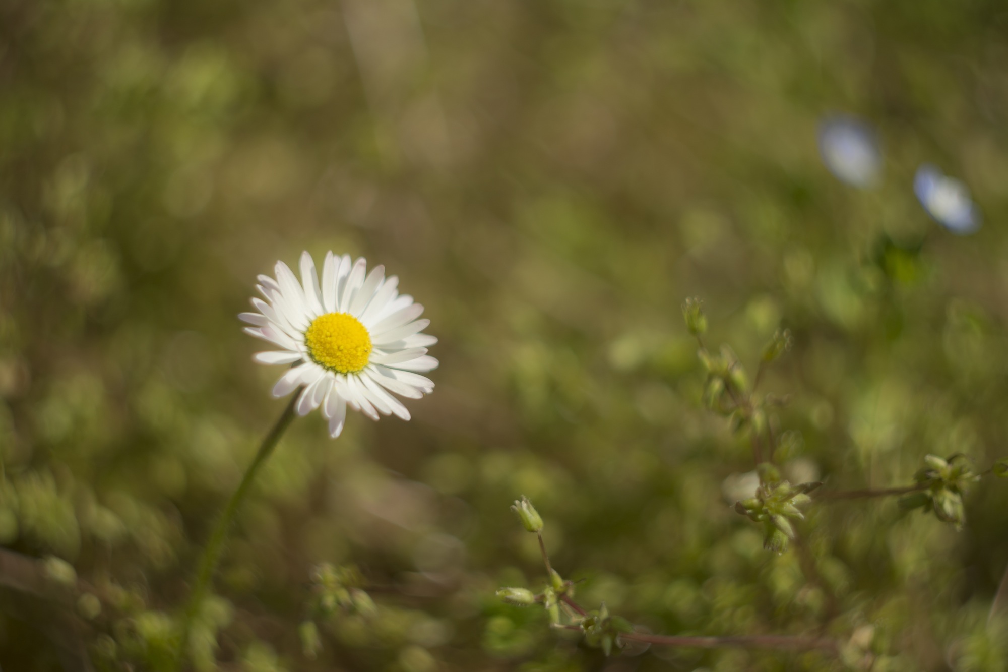 Margherita Helios 44