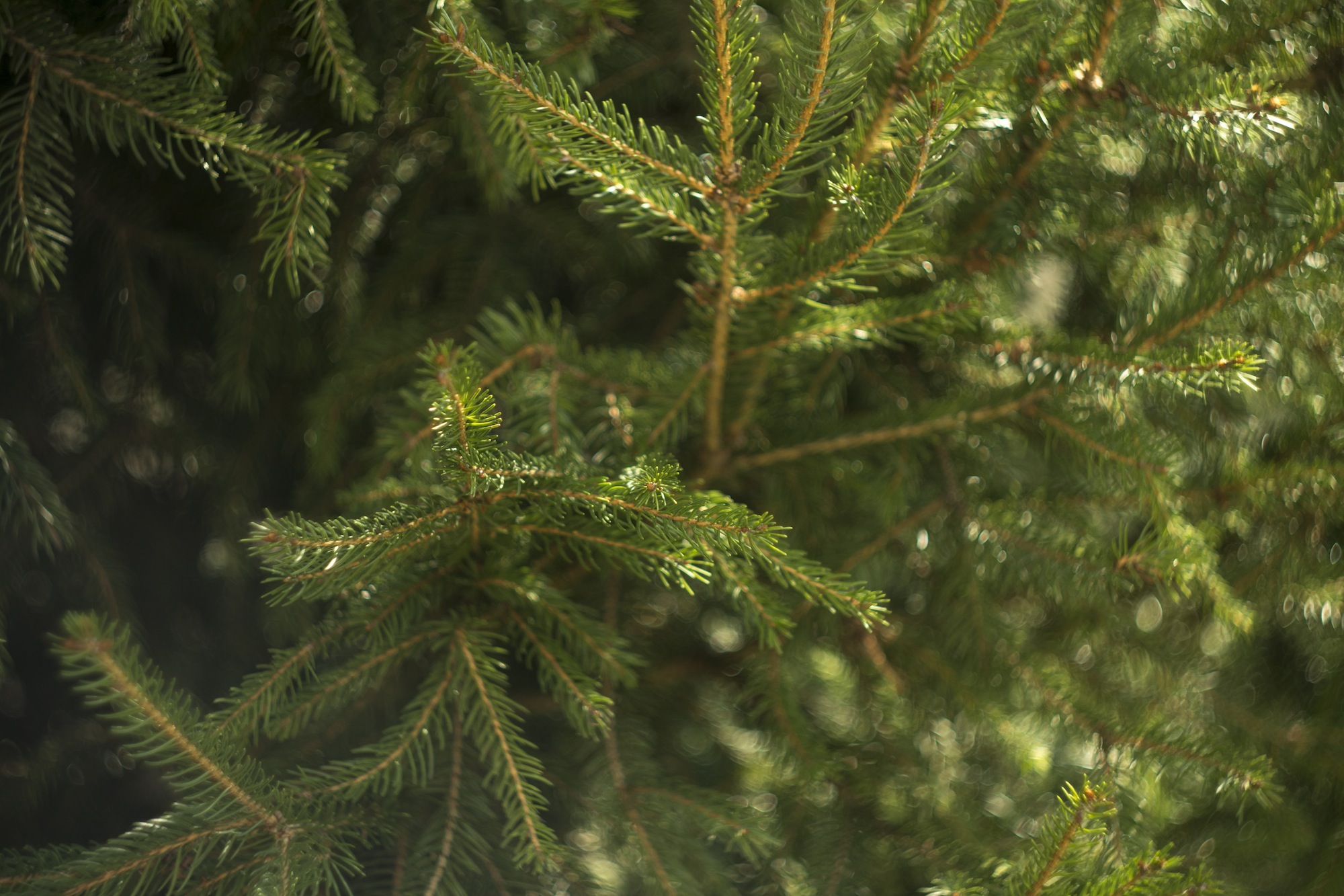 Bokeh pino Helios 44