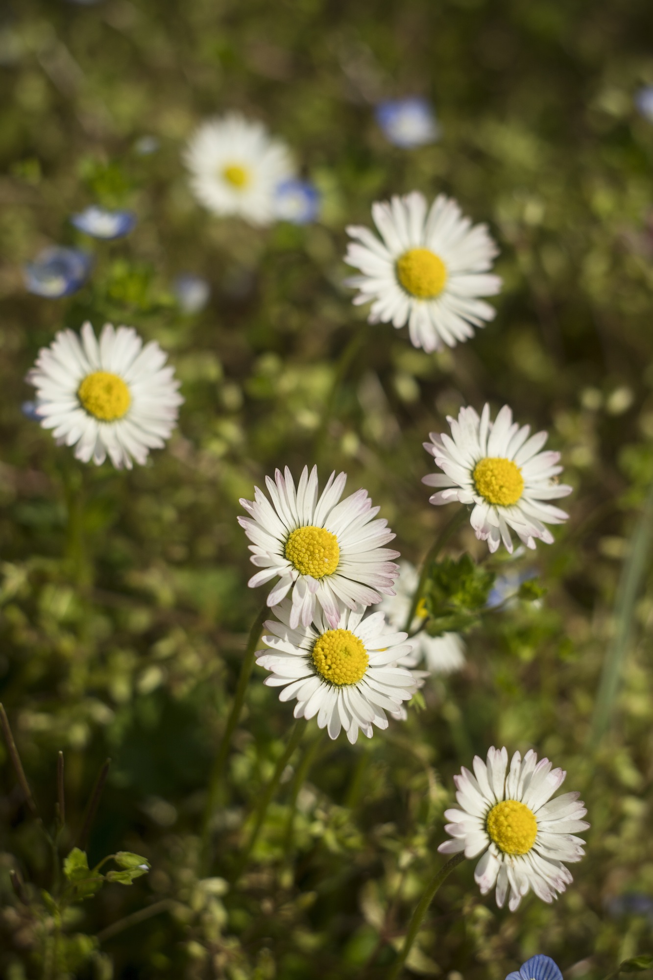 In compagnia Helios 44