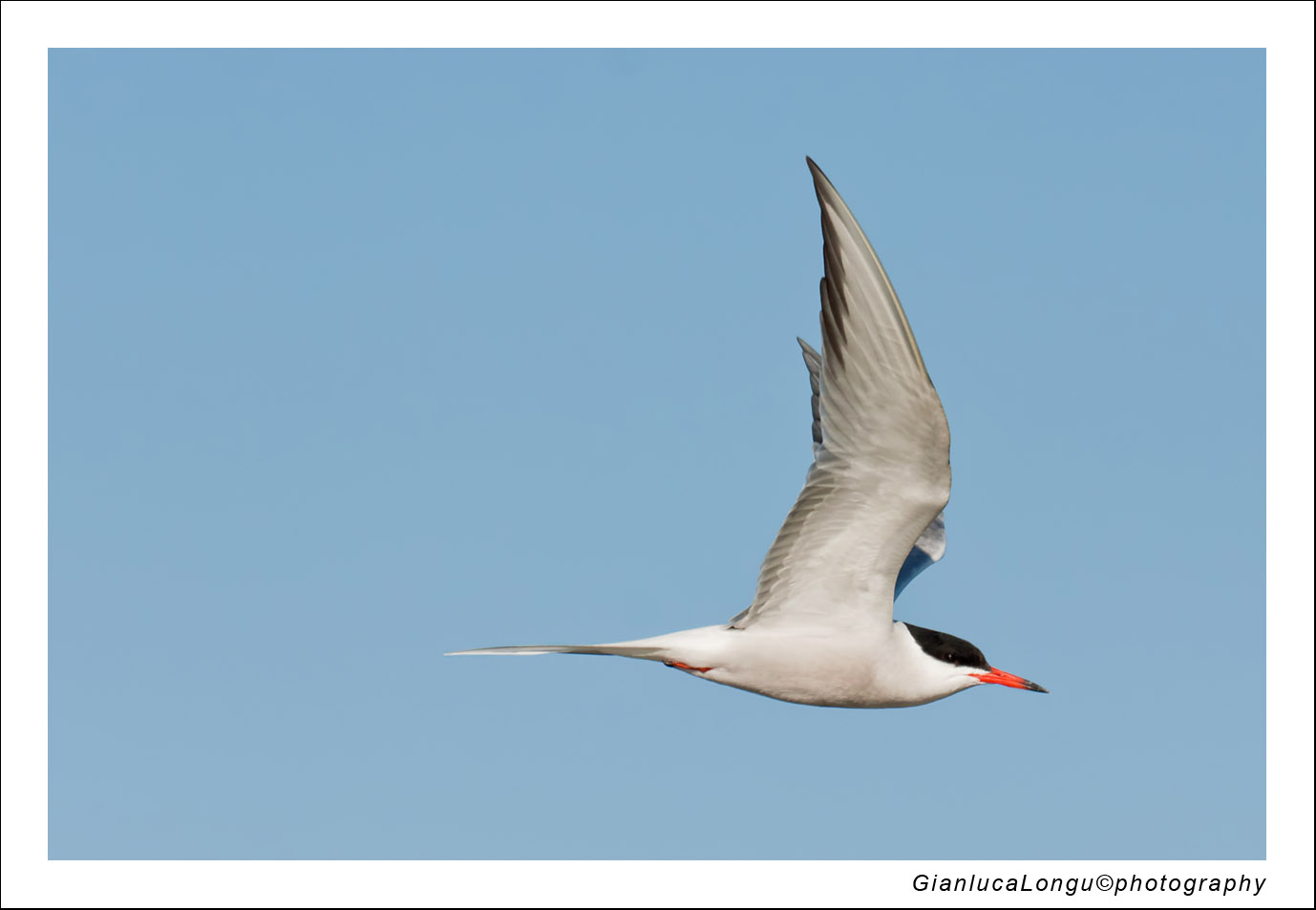 Tern