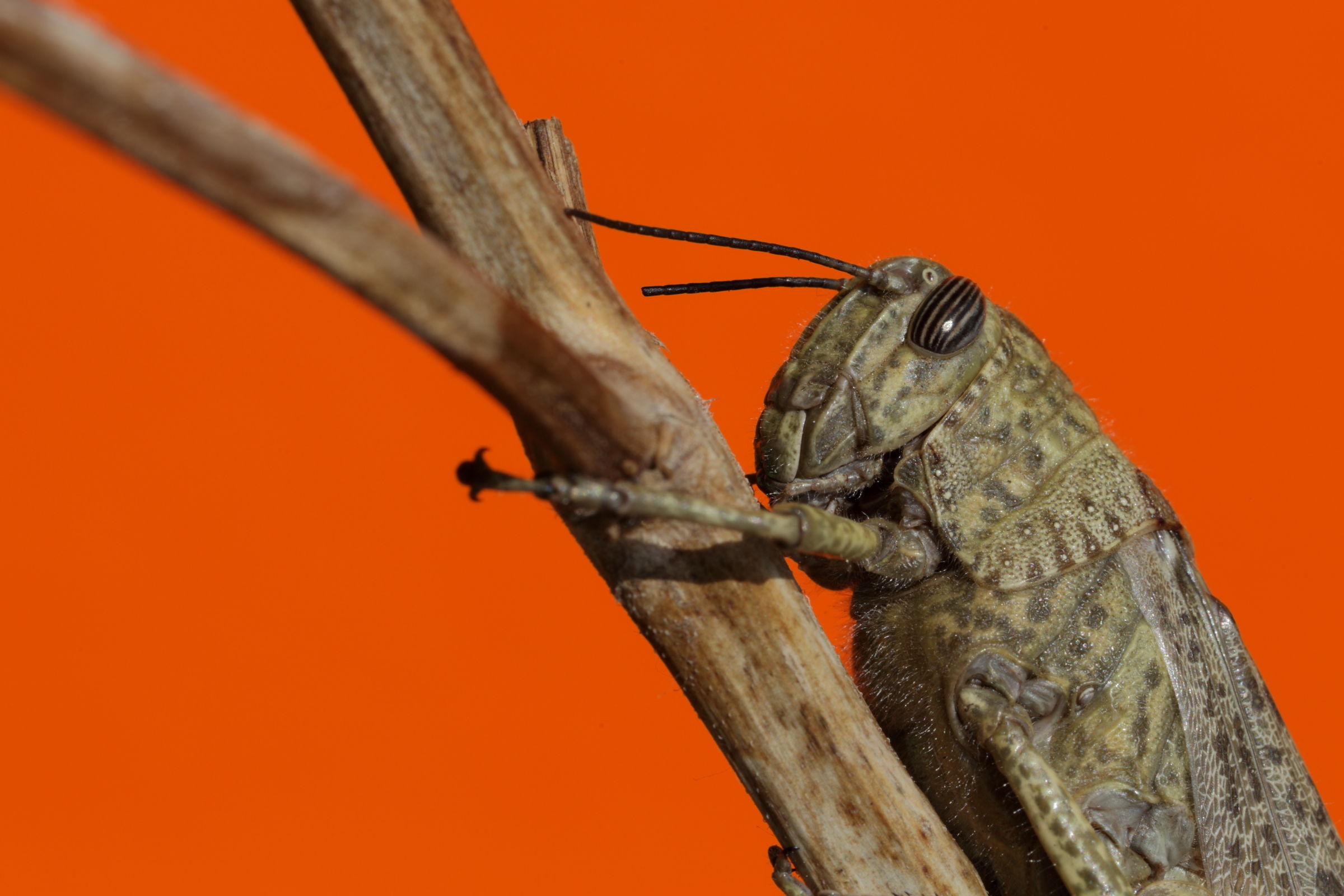 Grasshopper