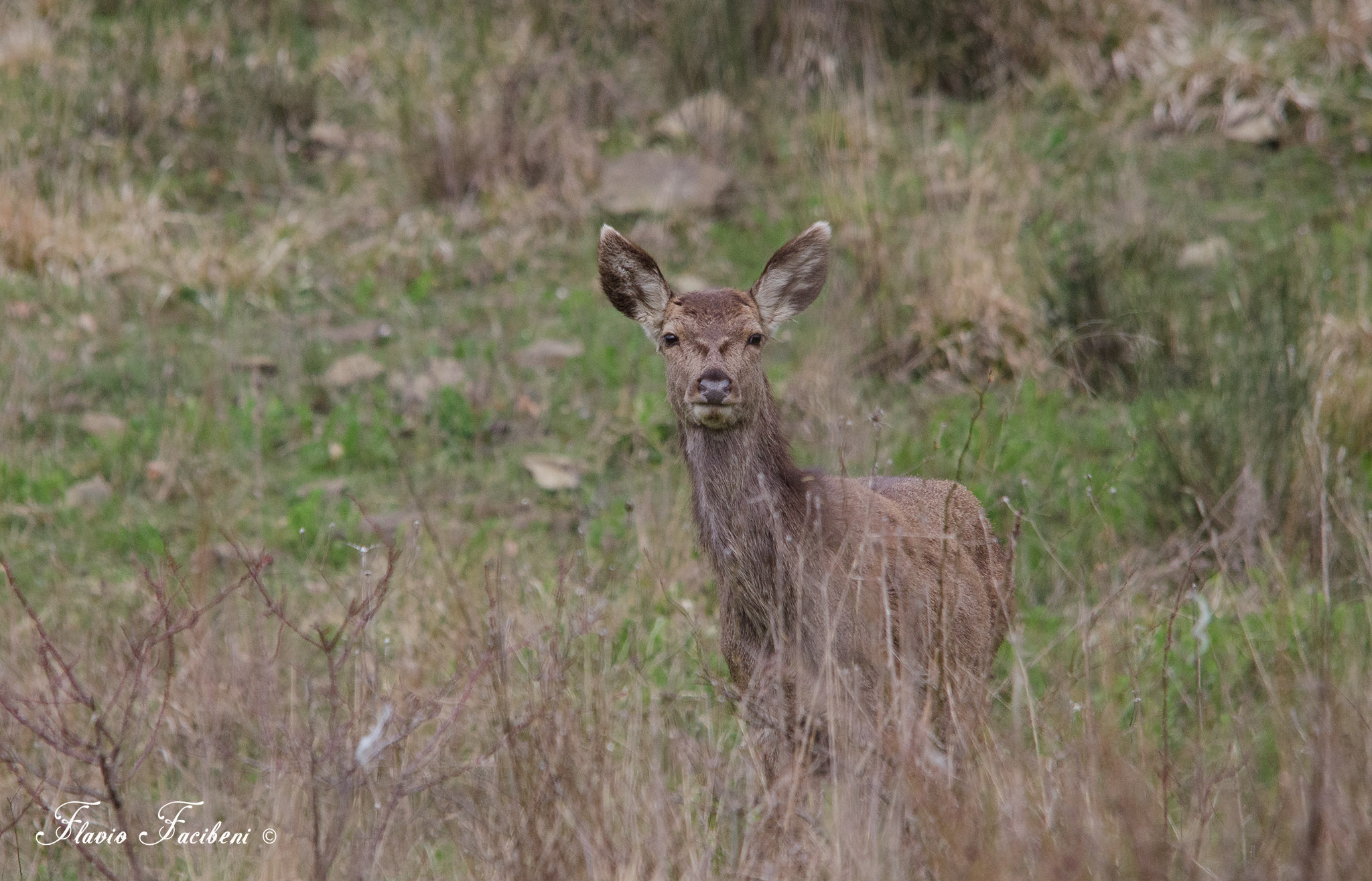 Curious deer