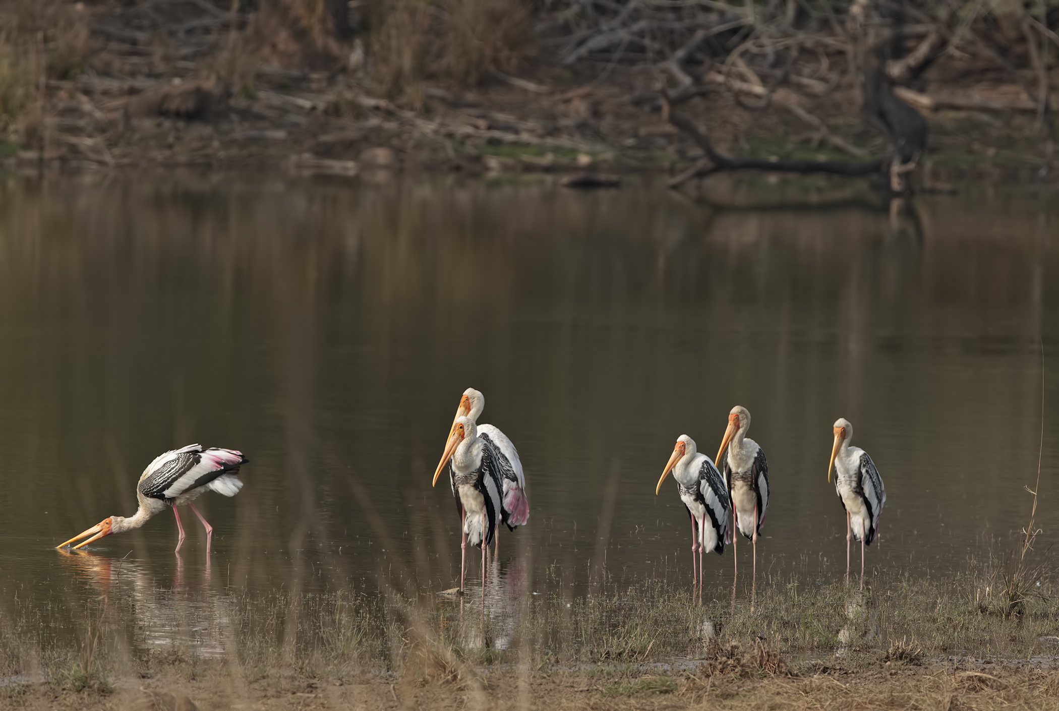 Painted stork. Nature Reserve Ranthambore, Rajasthan