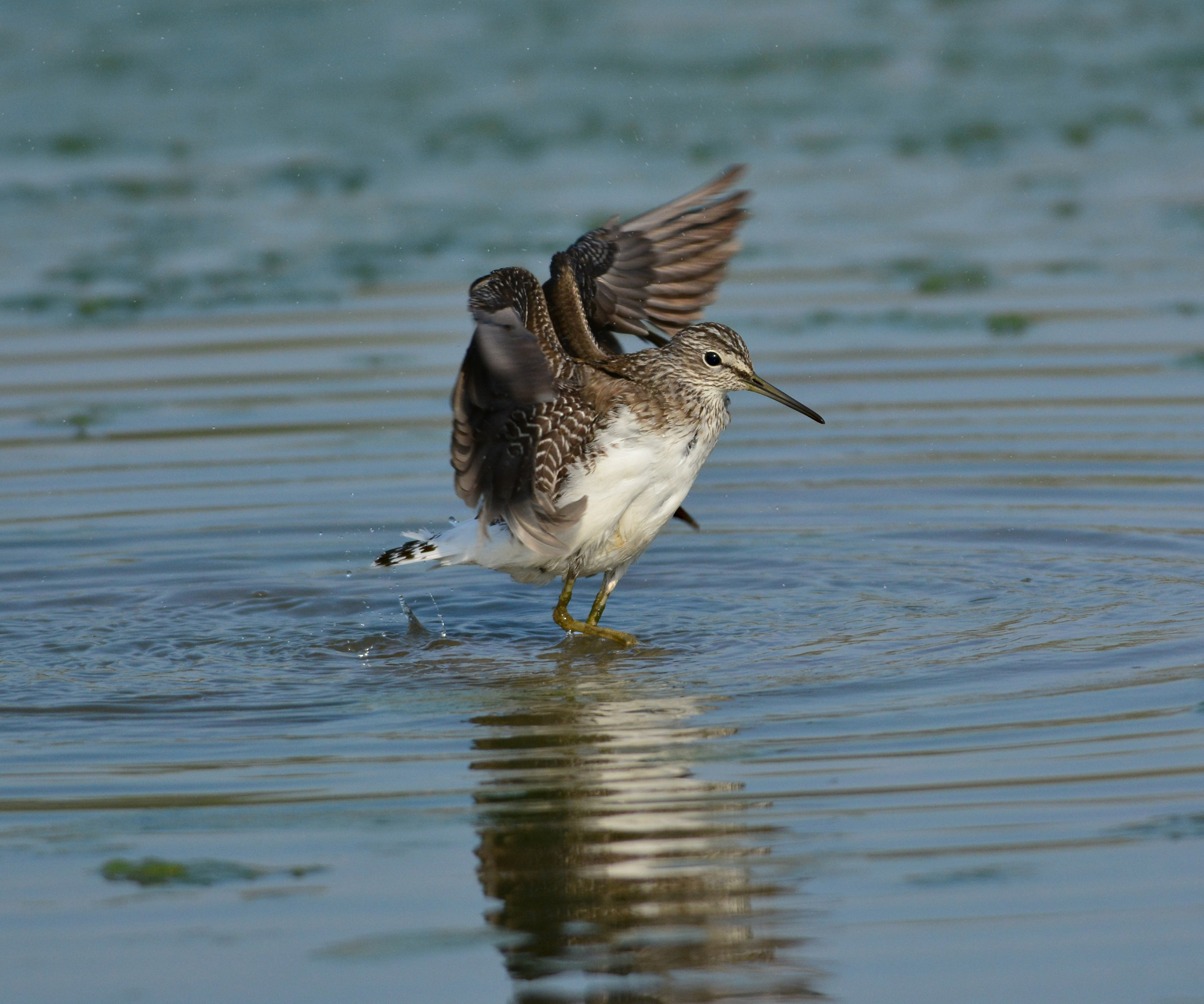 piro p. cul bianco al bagno