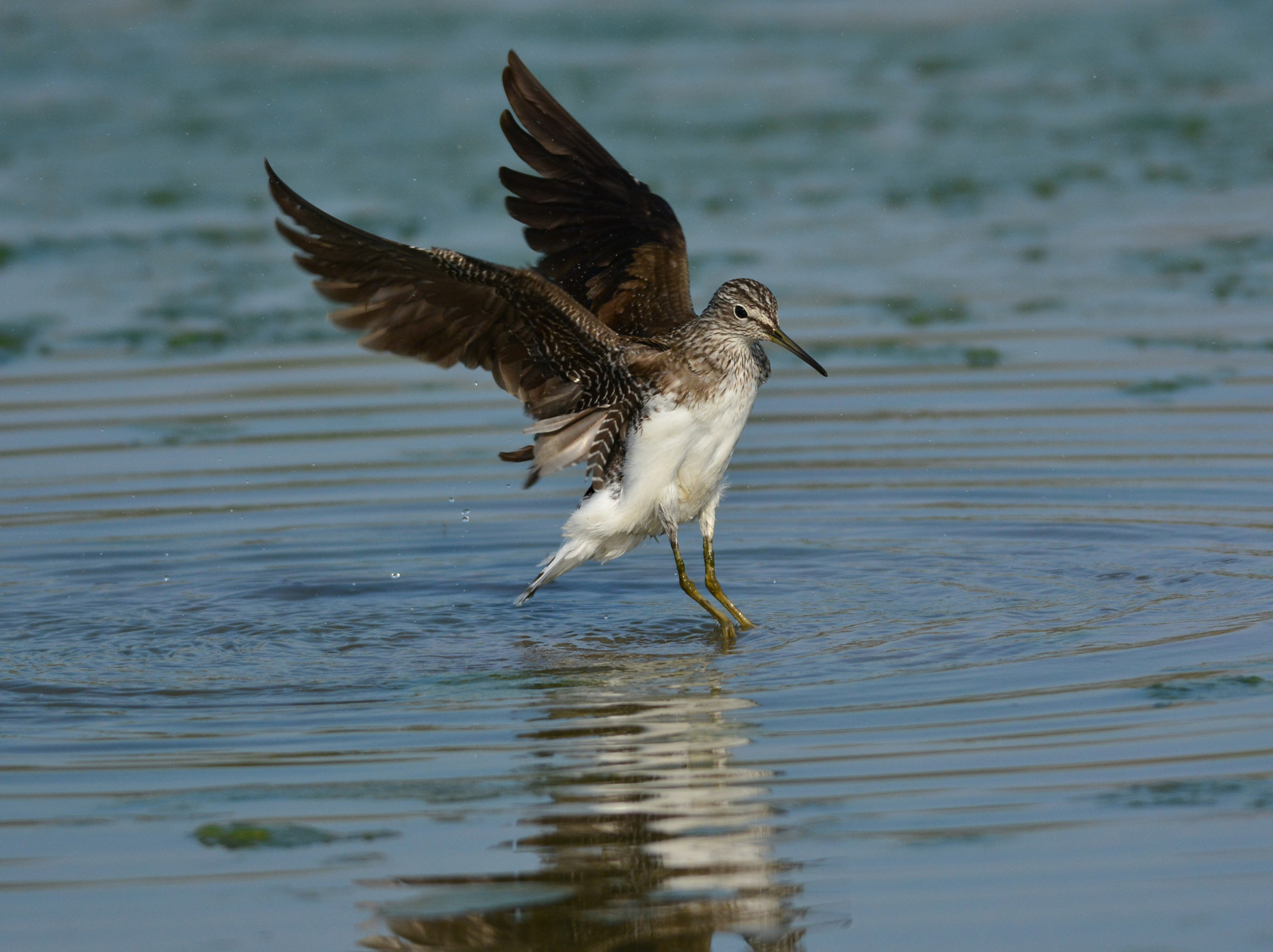 piro p. cul bianco felice dopo il bagno