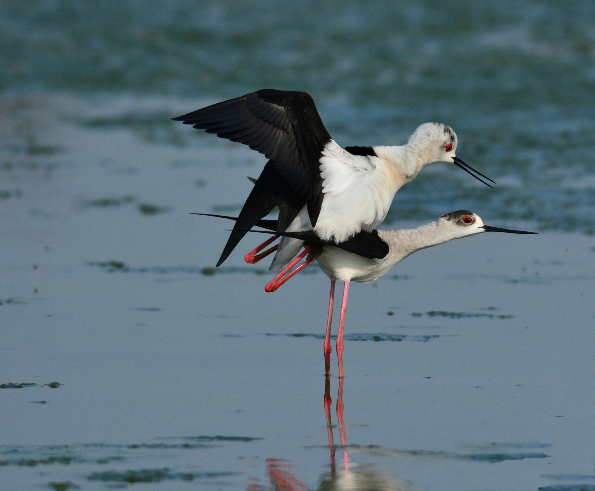 cavaliere e cavaliera