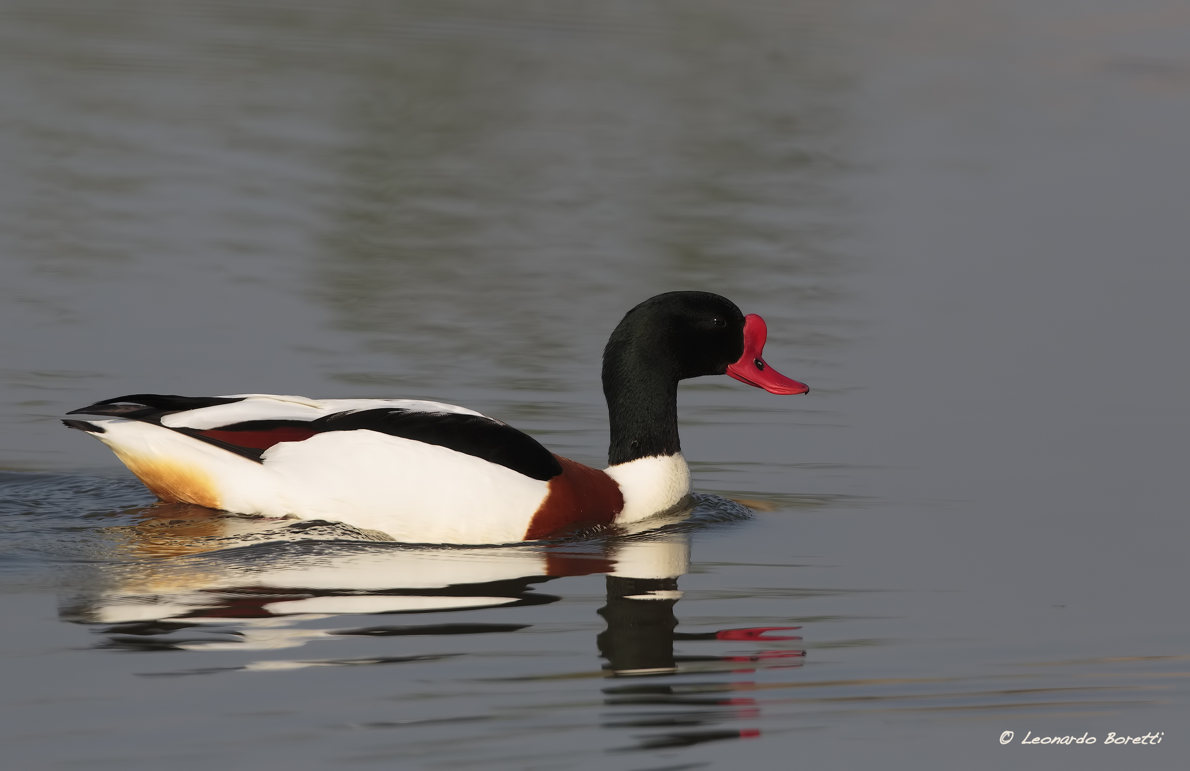 Shelduck