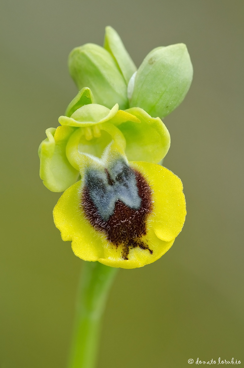 portrait of Ophrys lutea