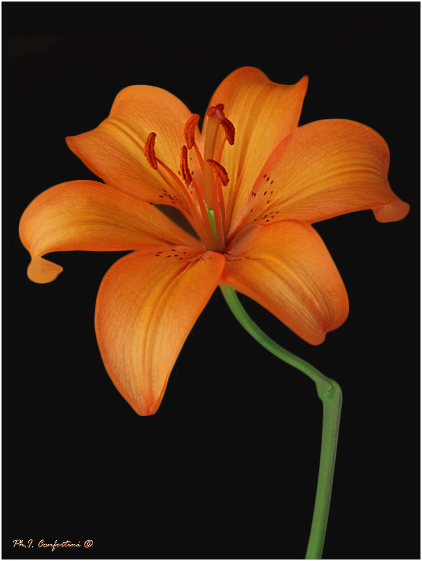 Lilium