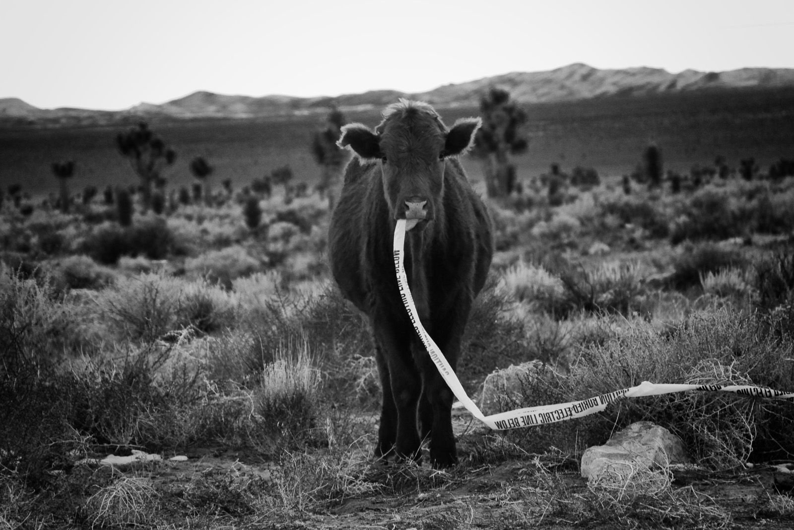 cow in the desert