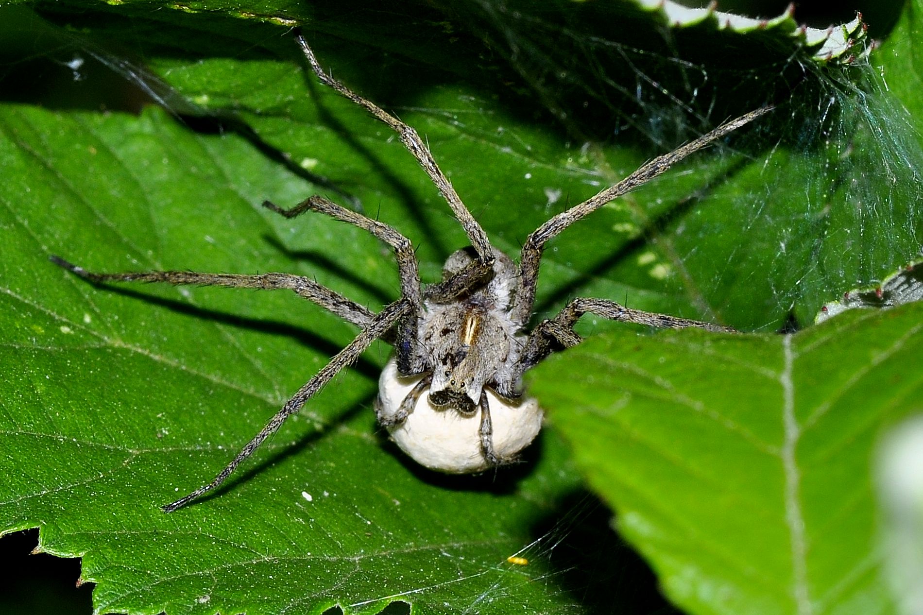 a protezione della prole