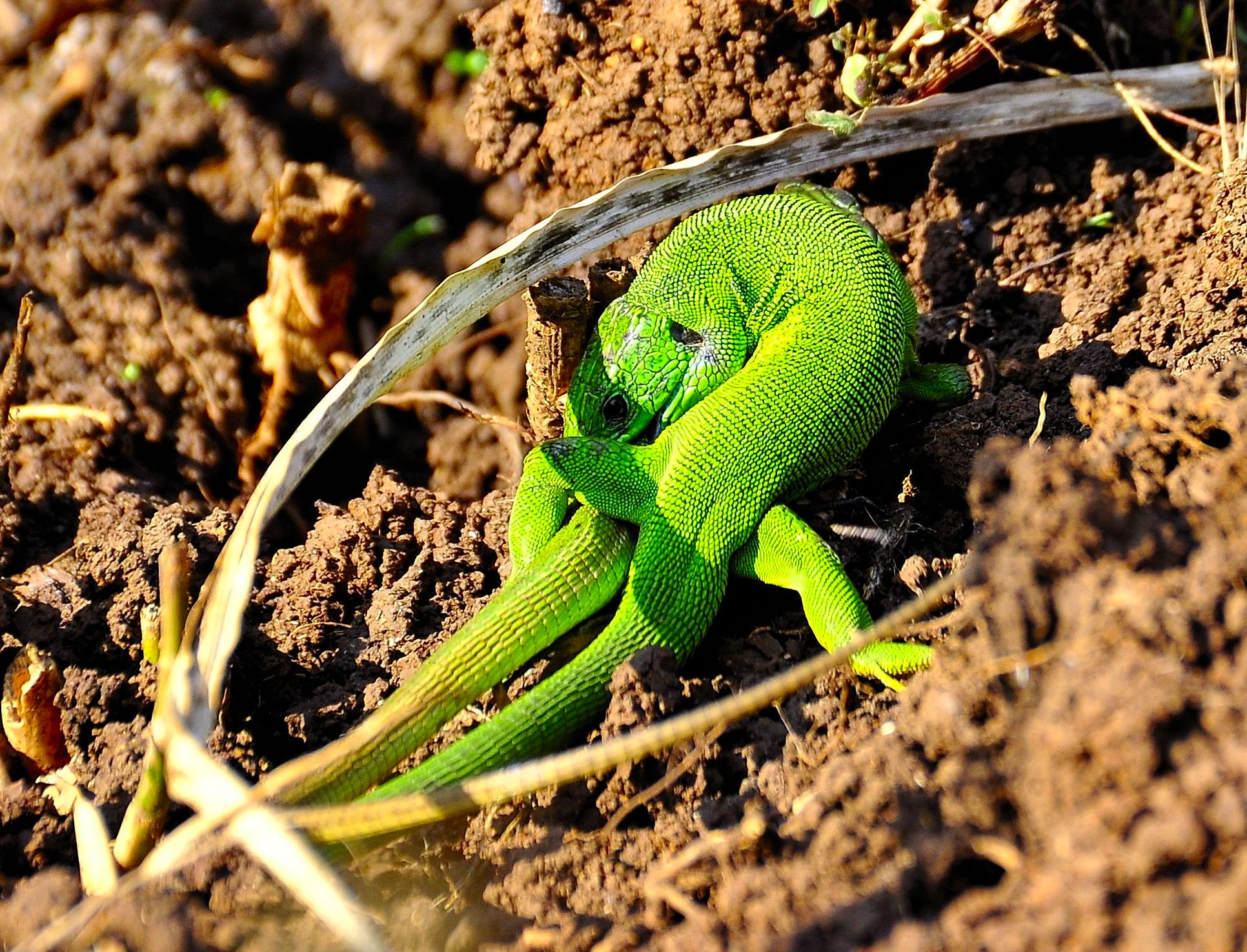 accoppiamento di ramarri