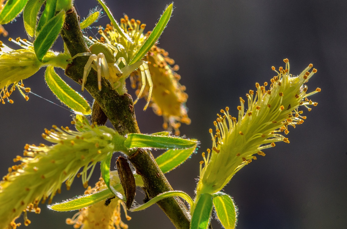 Green Spider - Micrommata virescens