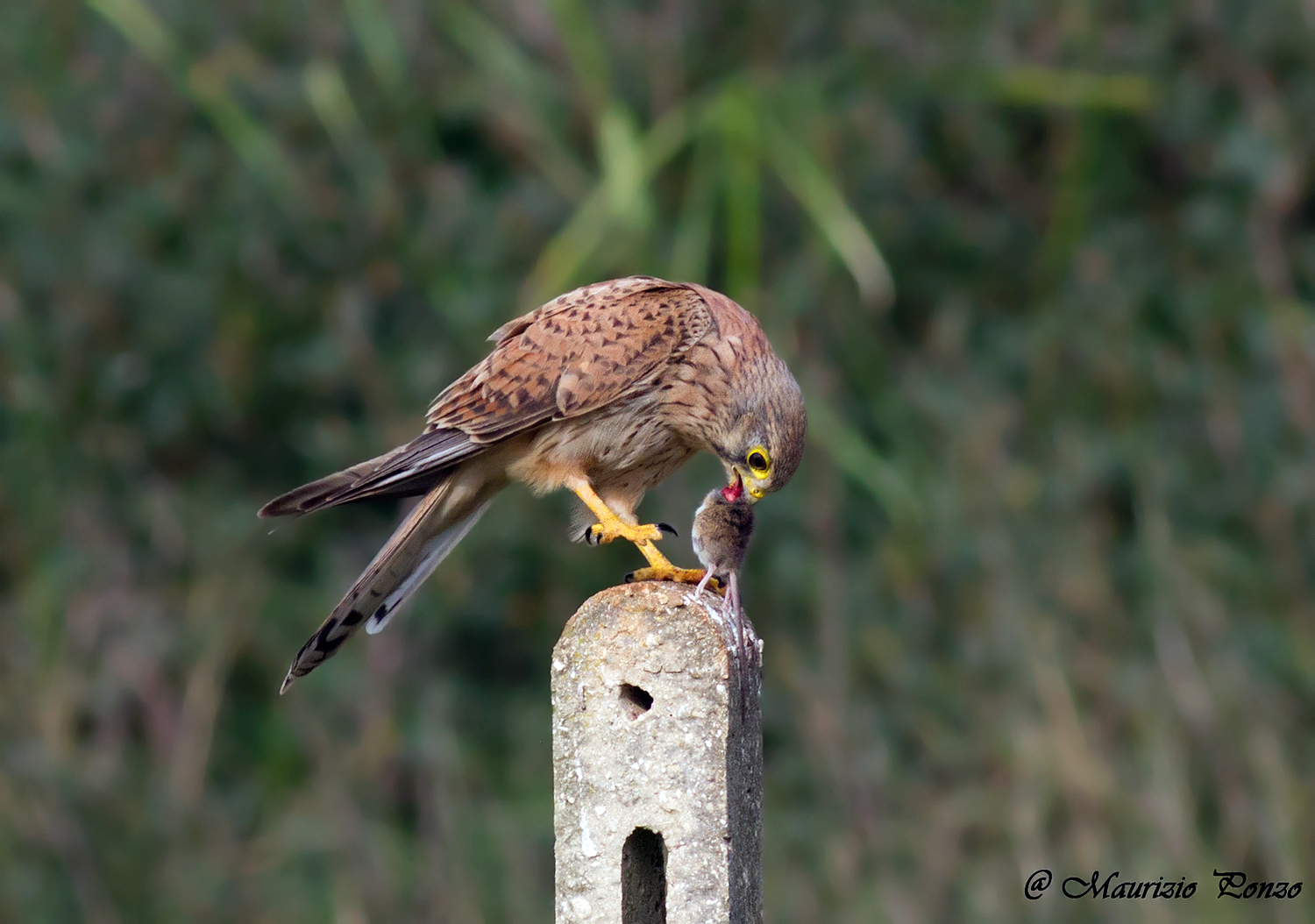 The harsh law of nature ...........