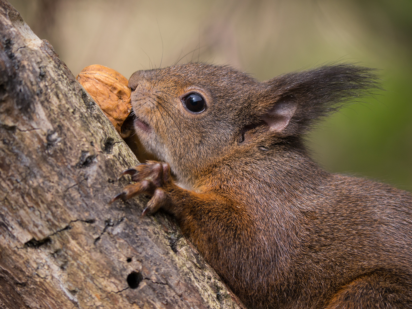 Scoiattolo rosso (adulto)