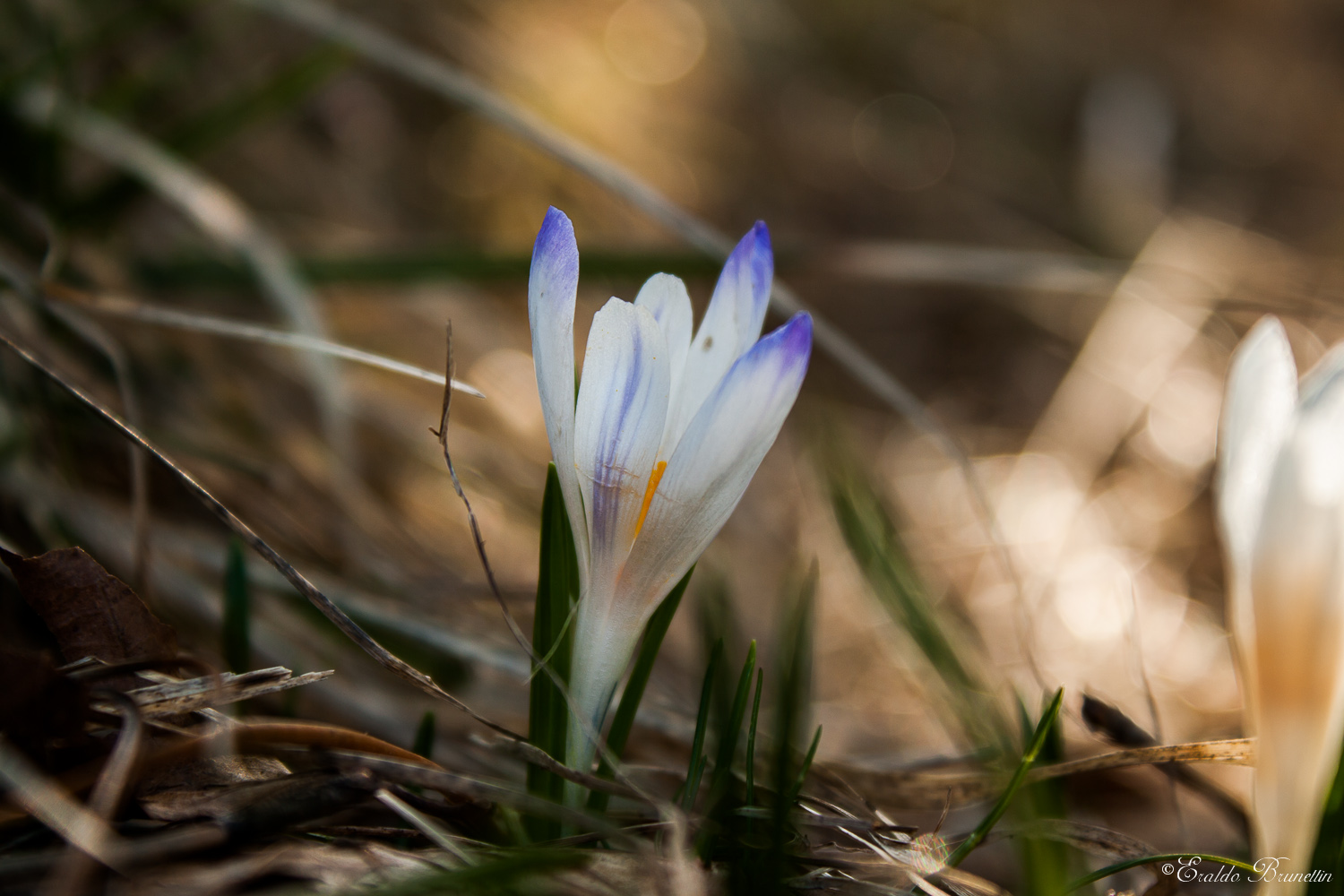 Crocus albiflorus