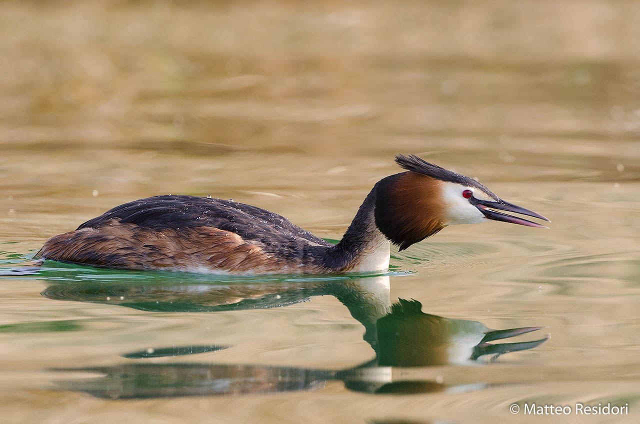 Svasso maggiore in richiamo