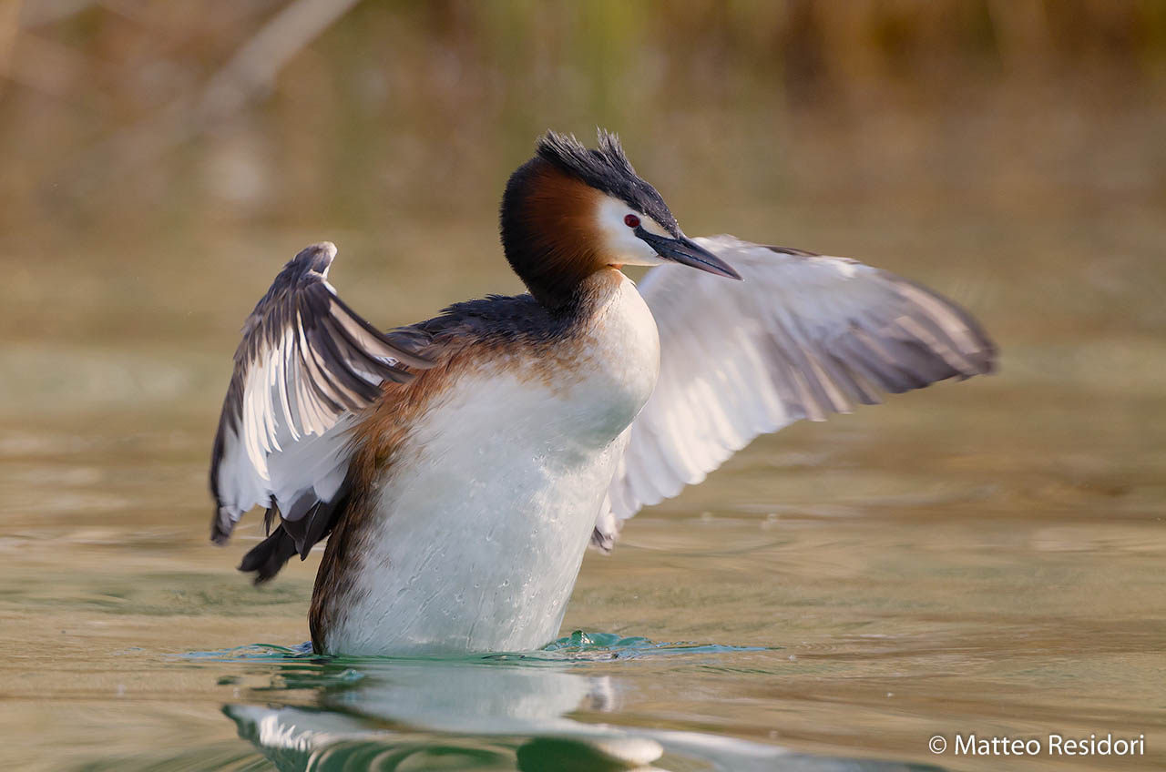Great Crested Grebe