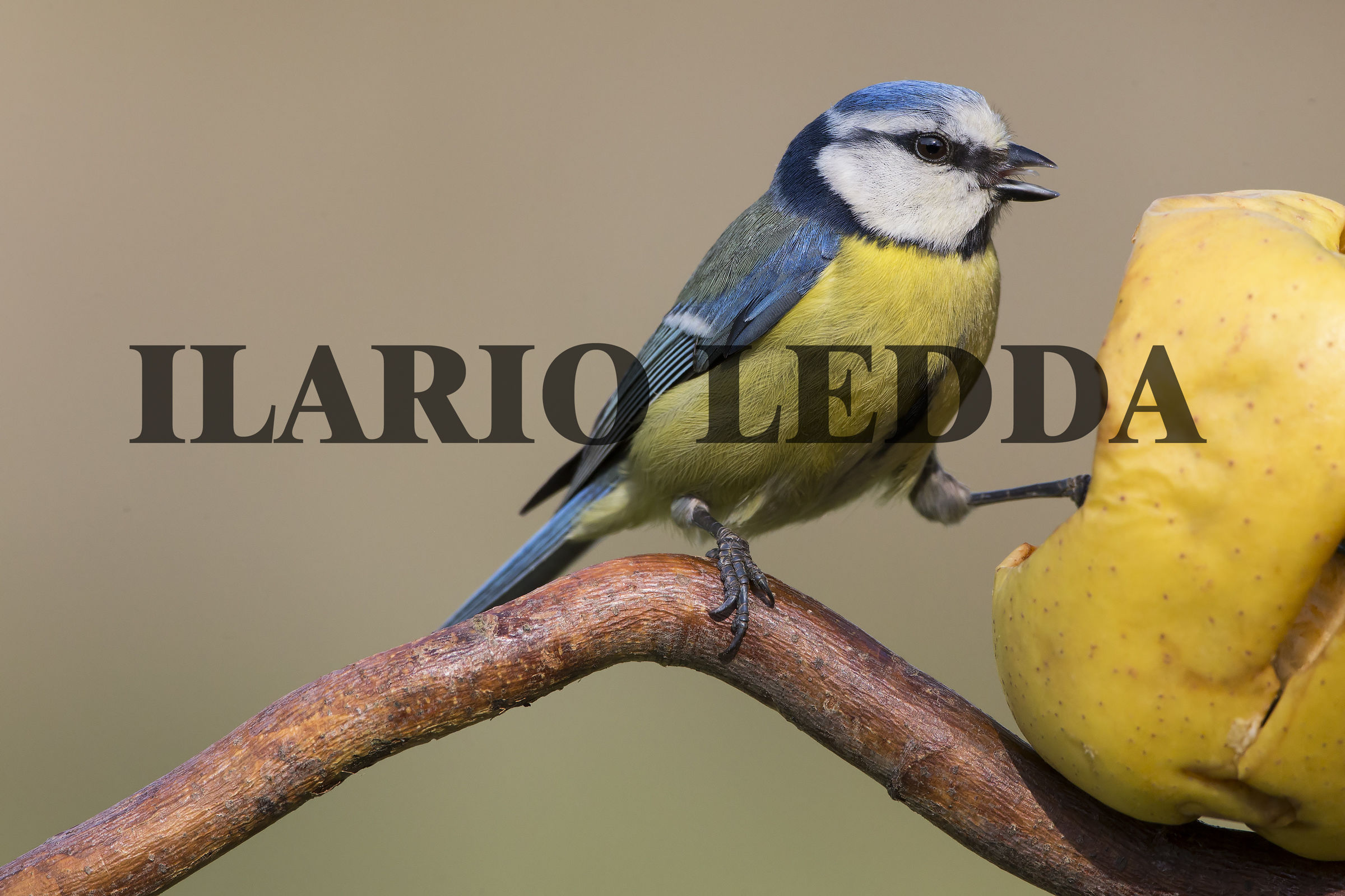 la cincia e la sua mela