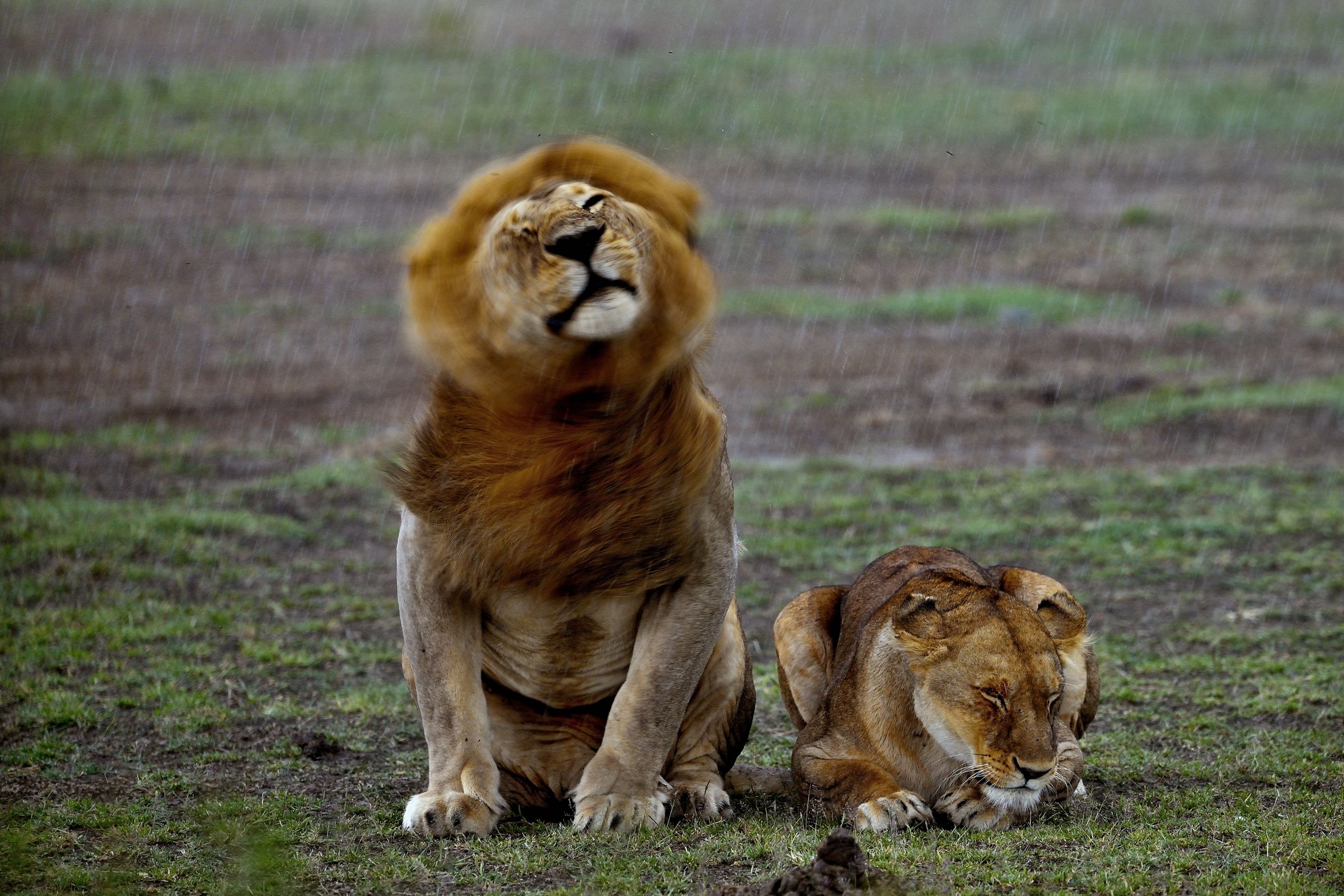 Ngorongoro Conservation Area - Love in the rain