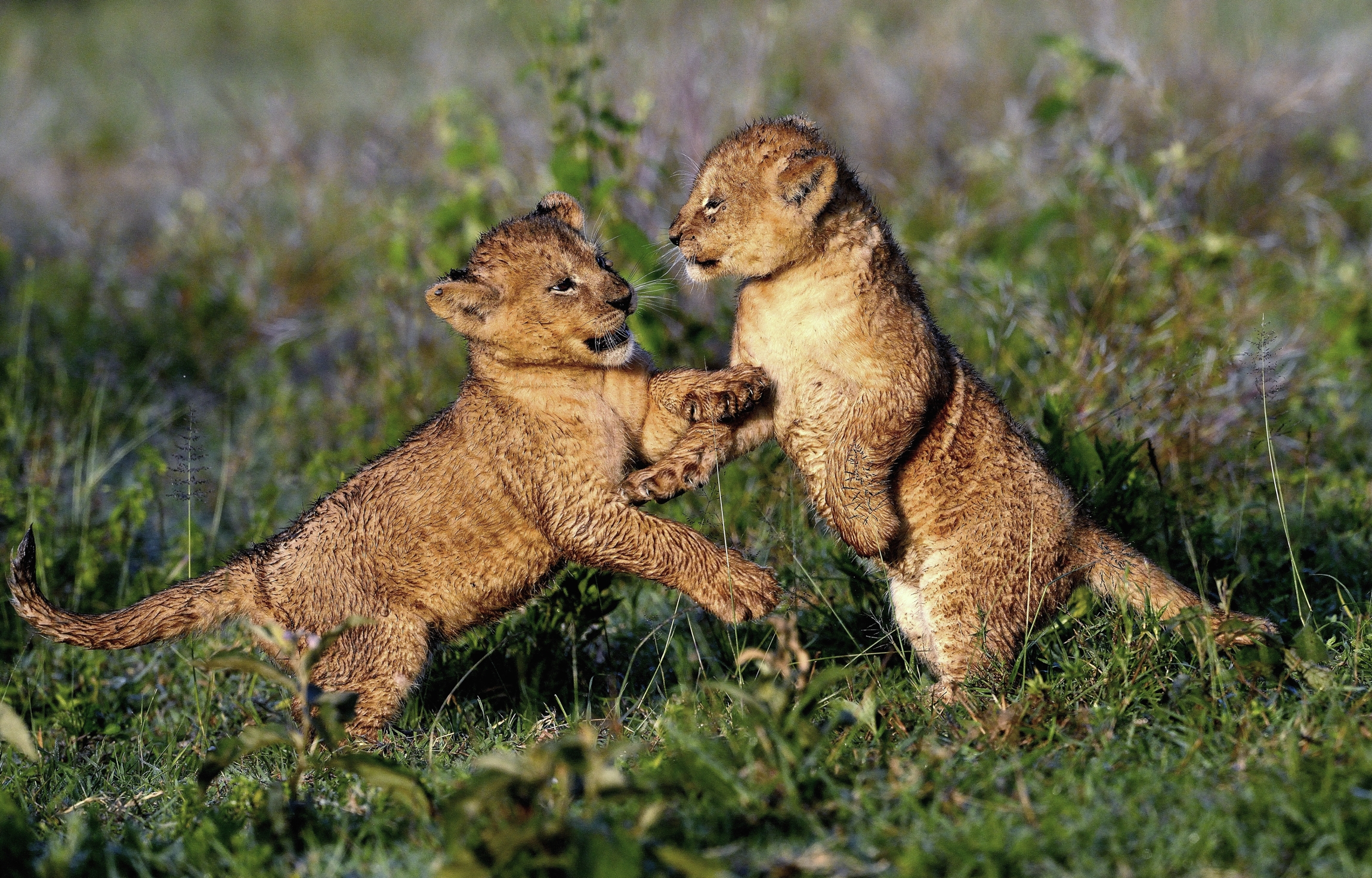 Ngorongoro Conservation Area - Cuccioli di Leone