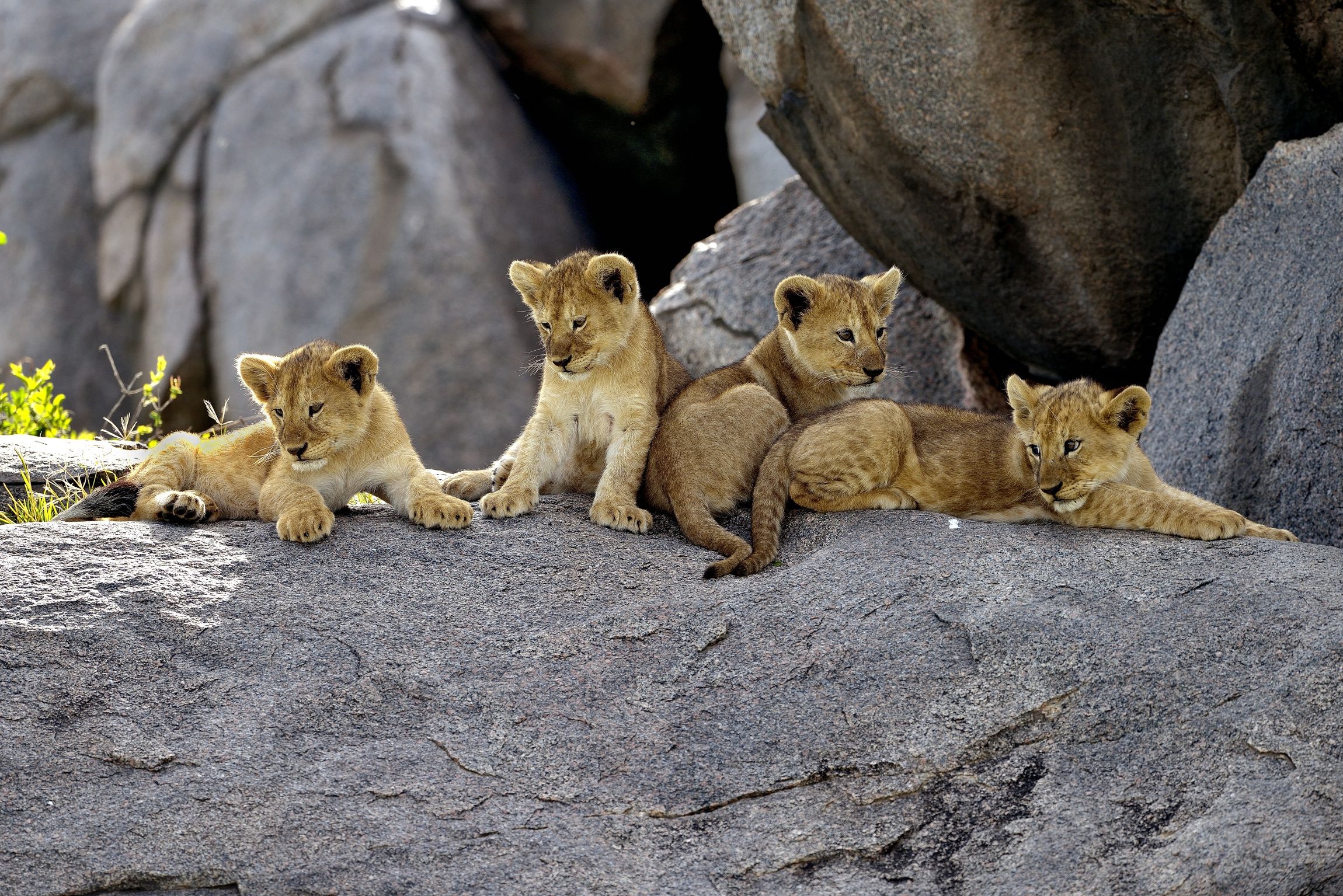 Serengeti - Cuccioli di Leone