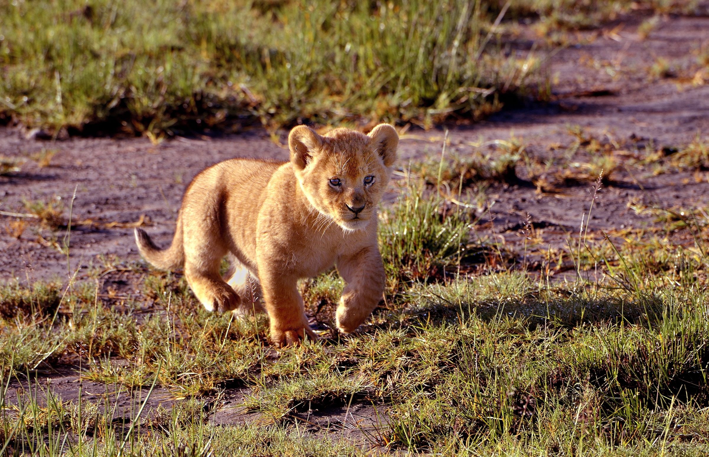 Ngorongoro Conservation Area - Un vero batuffolo