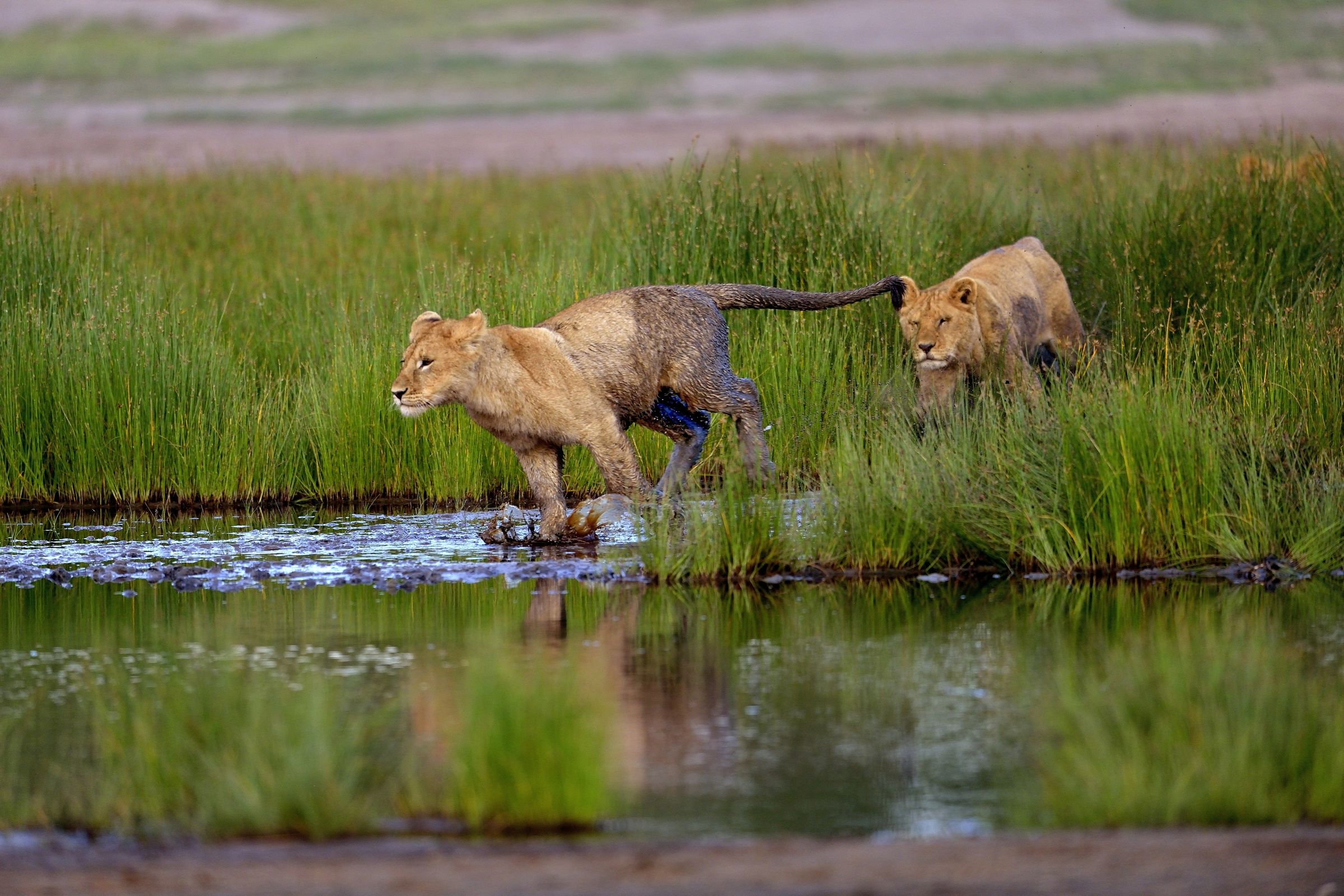 Ngorongoro Conservation Area - Cuccioli di Leone