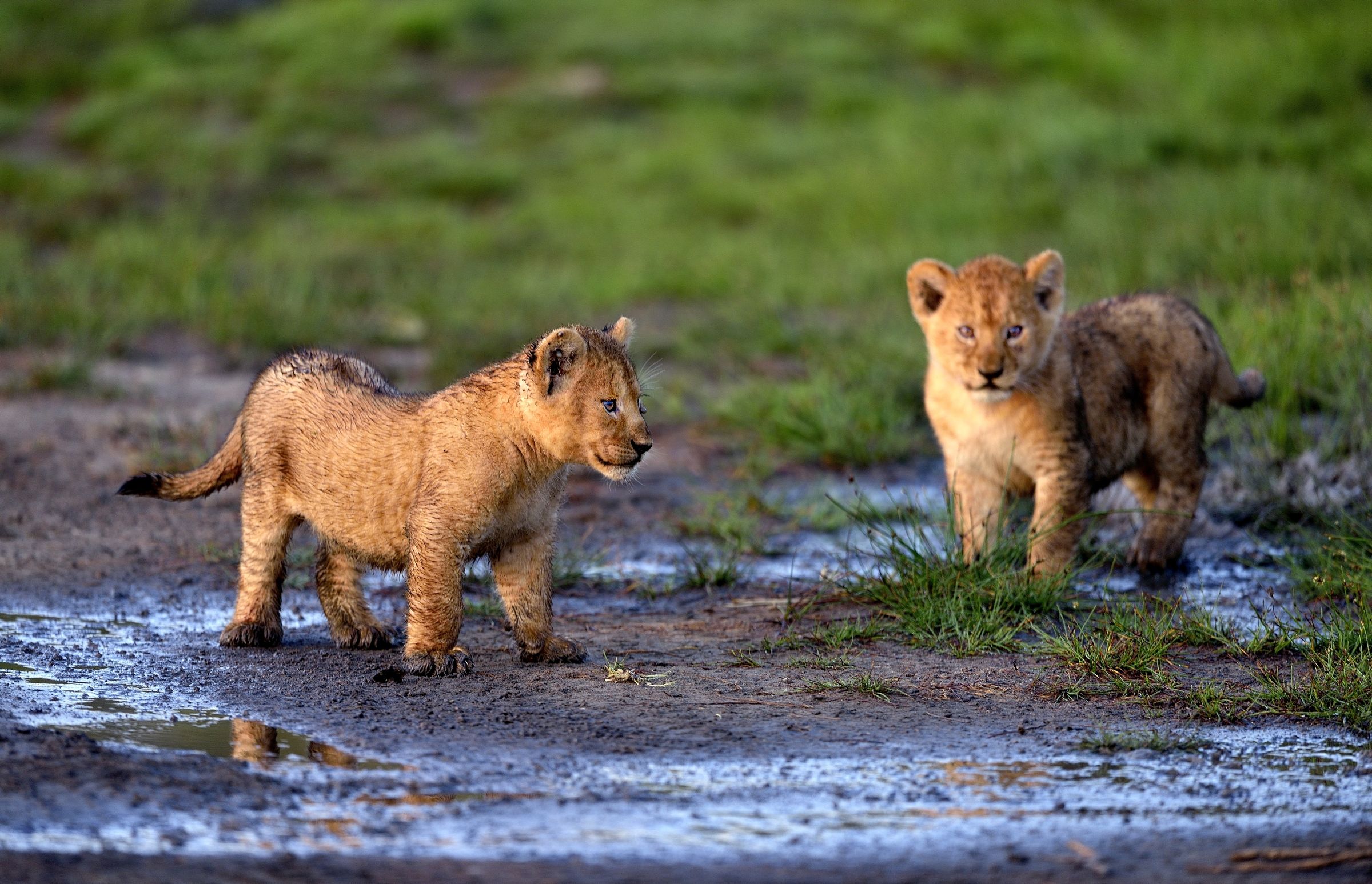 Ngorongoro Conservation Area - Cuccioli di Leone