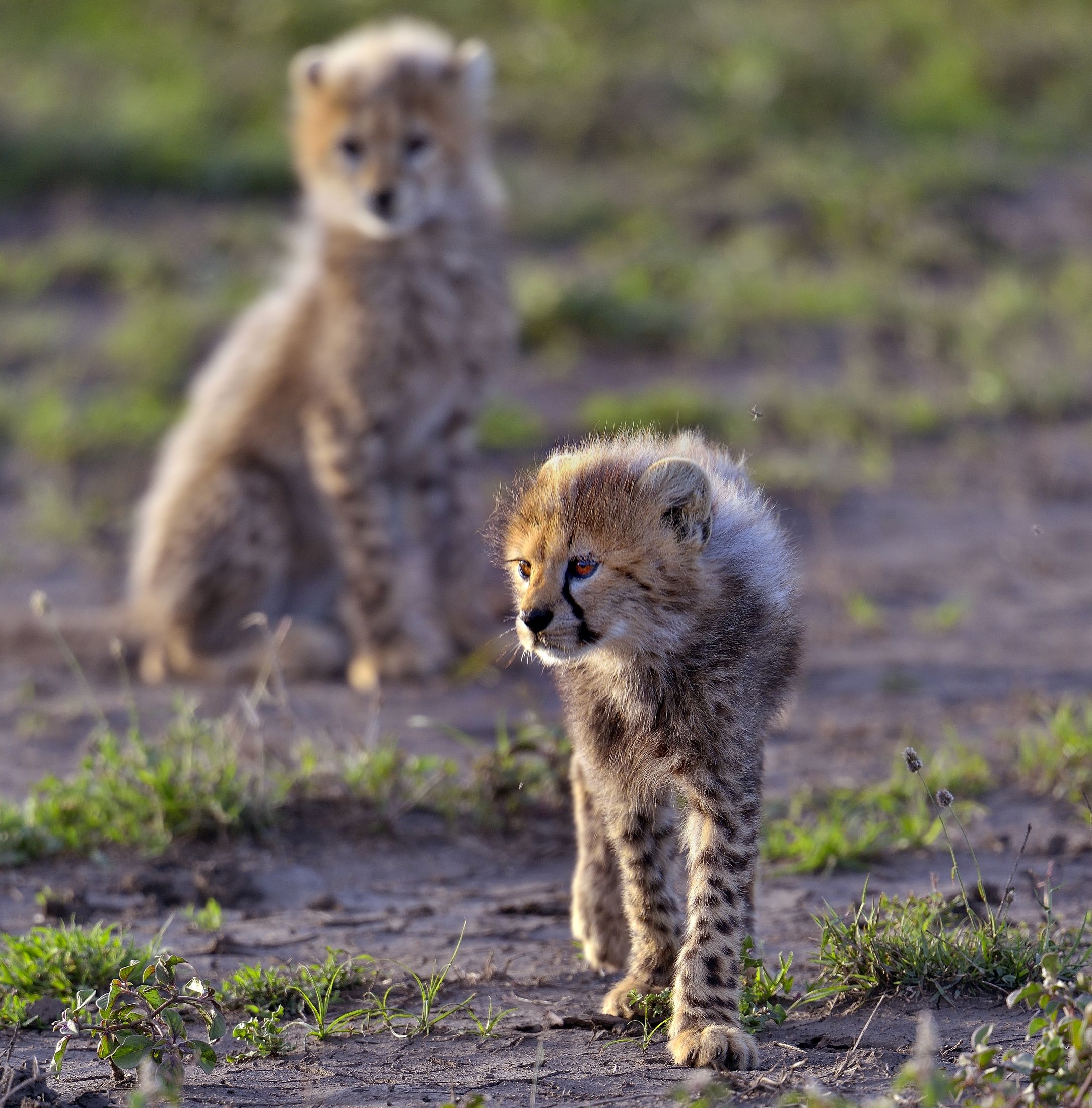 Ngorongoro Conservation Area - Cuccioli di Ghepardo
