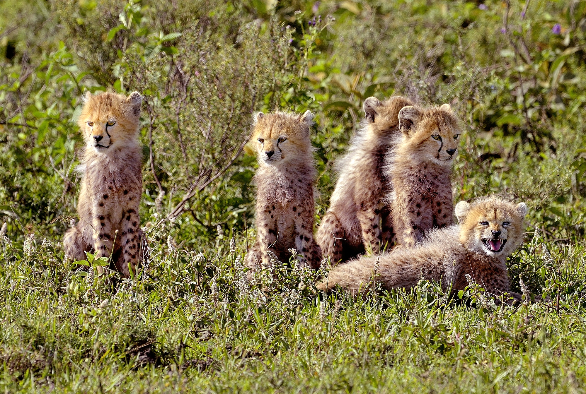 Ngorongoro Conservation Area - Cuccioli di Ghepardo