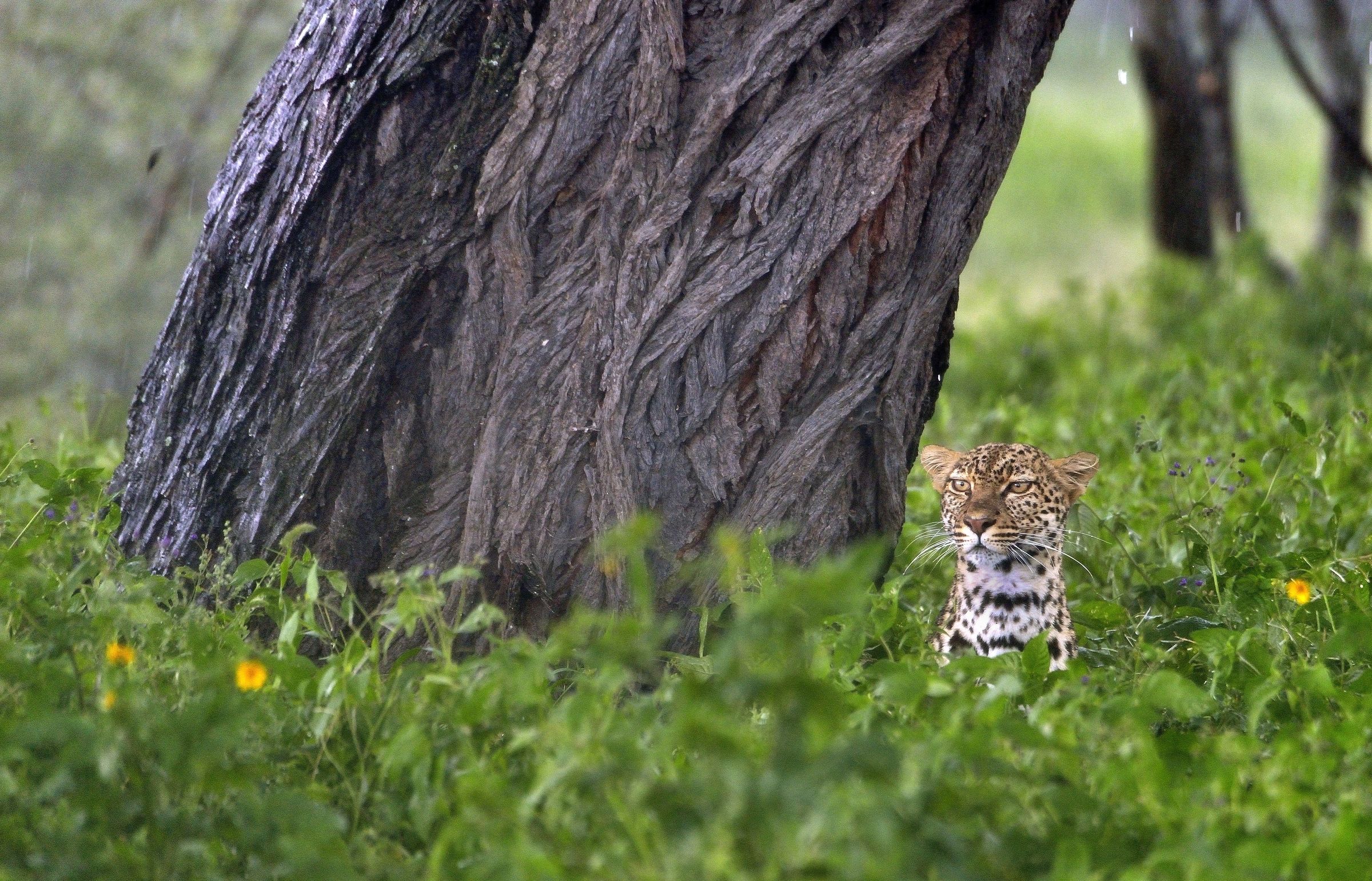 Ngorongoro Coservation Area-Leopardo sotto la pioggia