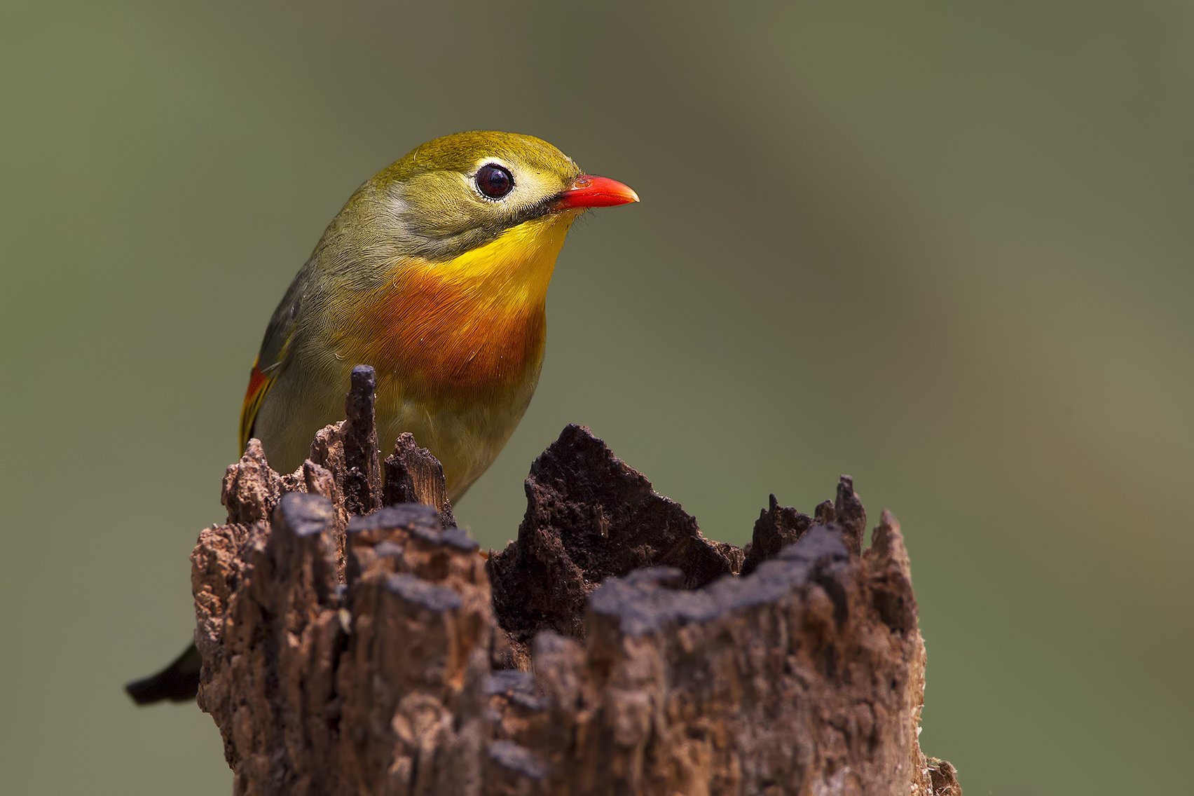 Usignolo del Giappone